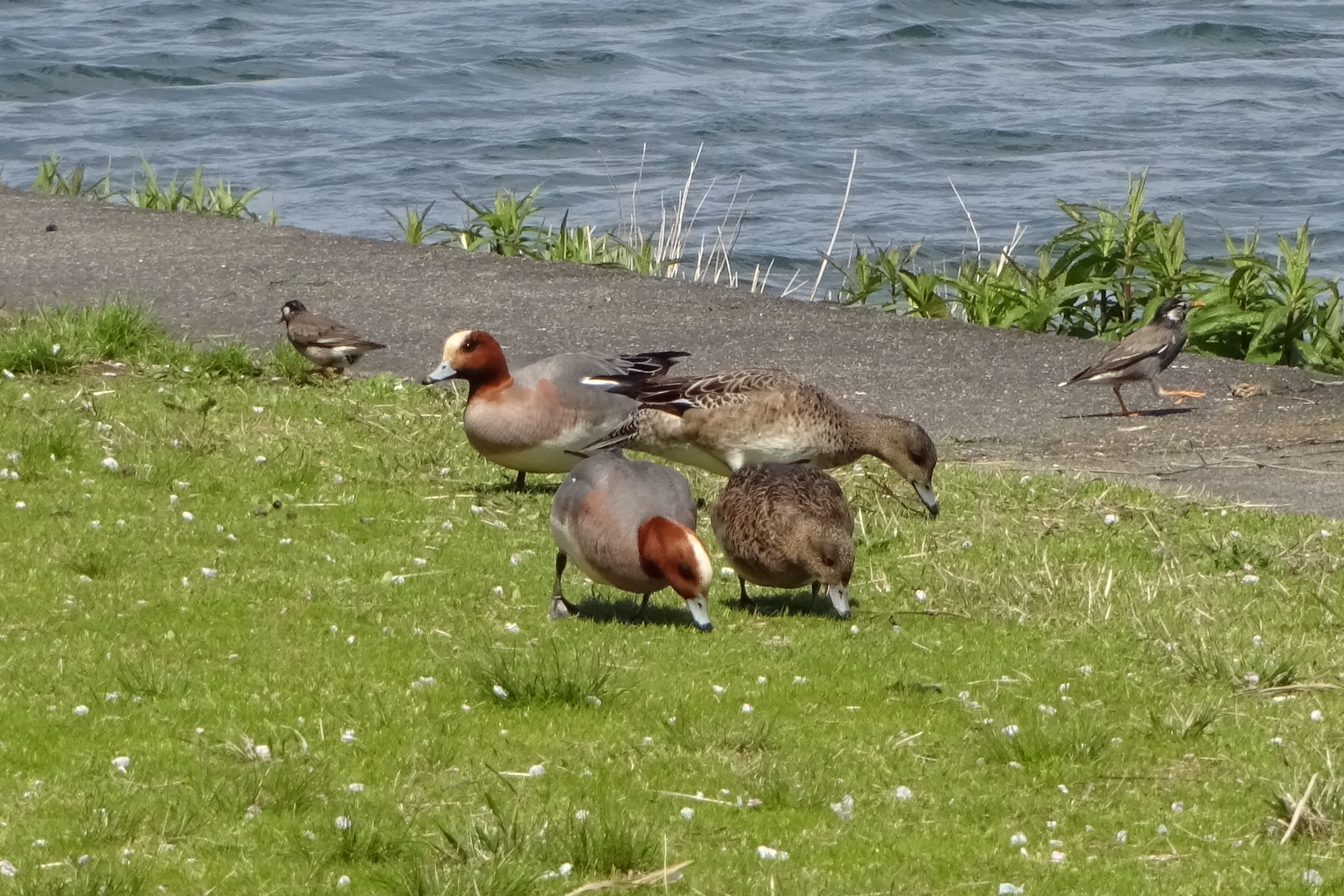 lake, cute, water, animals in the wild, waterfowl, no people, gosling, group of animals, young bird, nature, young animal, green color, plant, bird, 4K, HD Wallpaper
