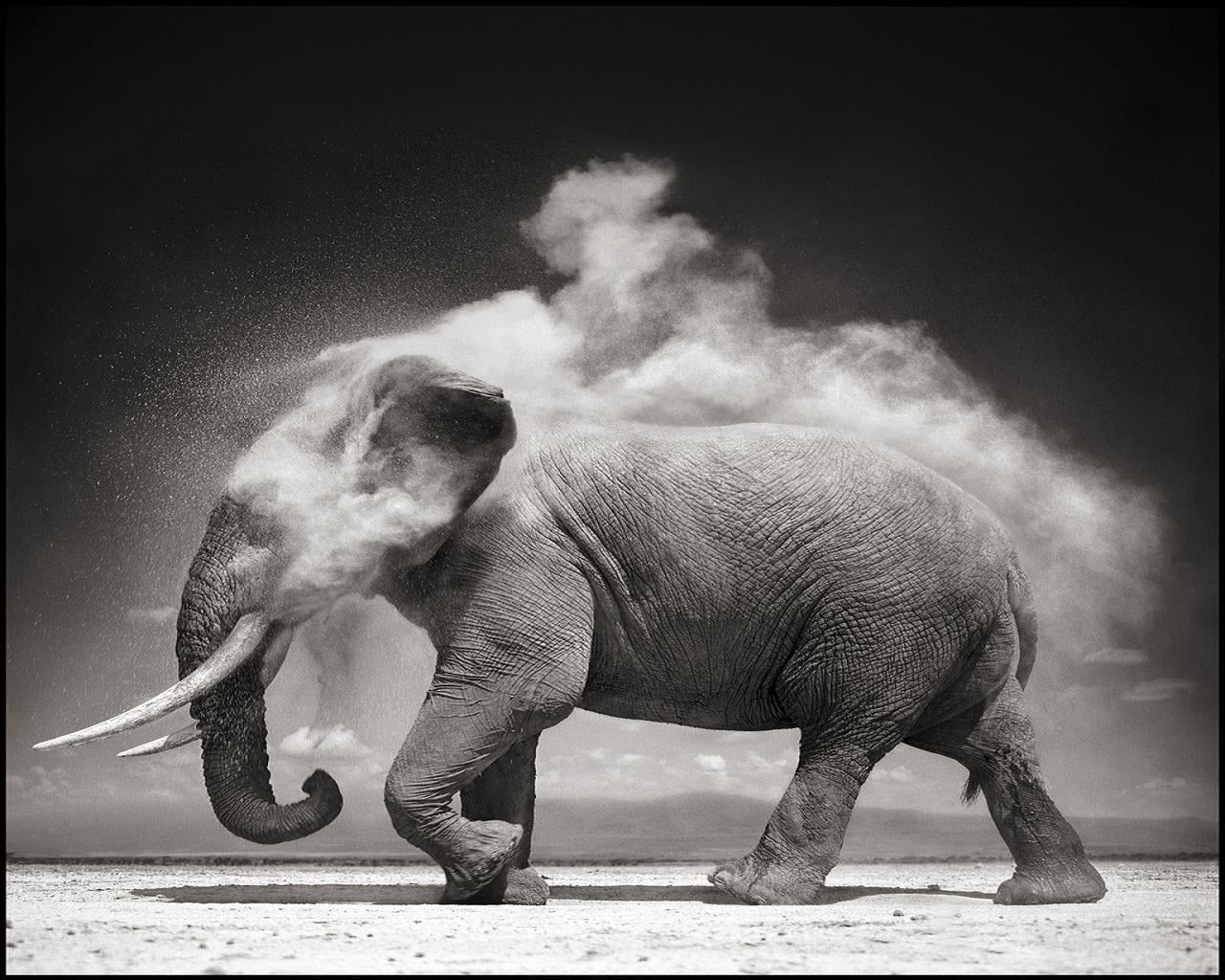 full length, motion, no people, grayscale, side view, animal trunk, photography, herbivorous, b/W, dust, strength, animal, elephant, animal wildlife, standing, HD Wallpaper