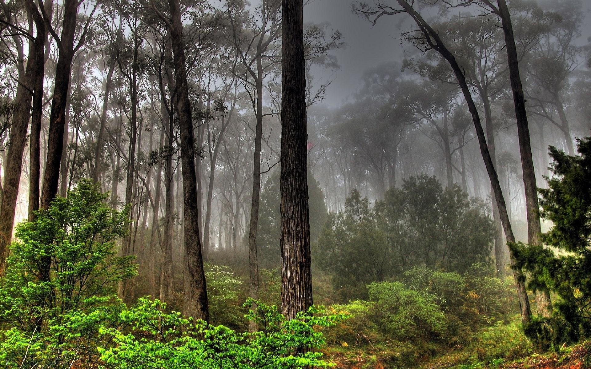 forest, nature and landscapes, dark, view, trees, 1080P, green, leaf, HD Wallpaper