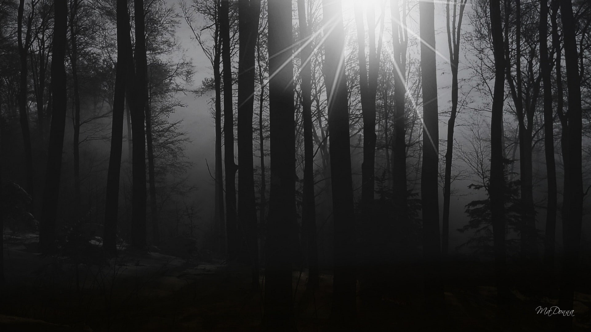 morning, forests, sun, nature, 1080P, art, widescreen, forest, tree, sunrise, dark, hd, HD Wallpaper