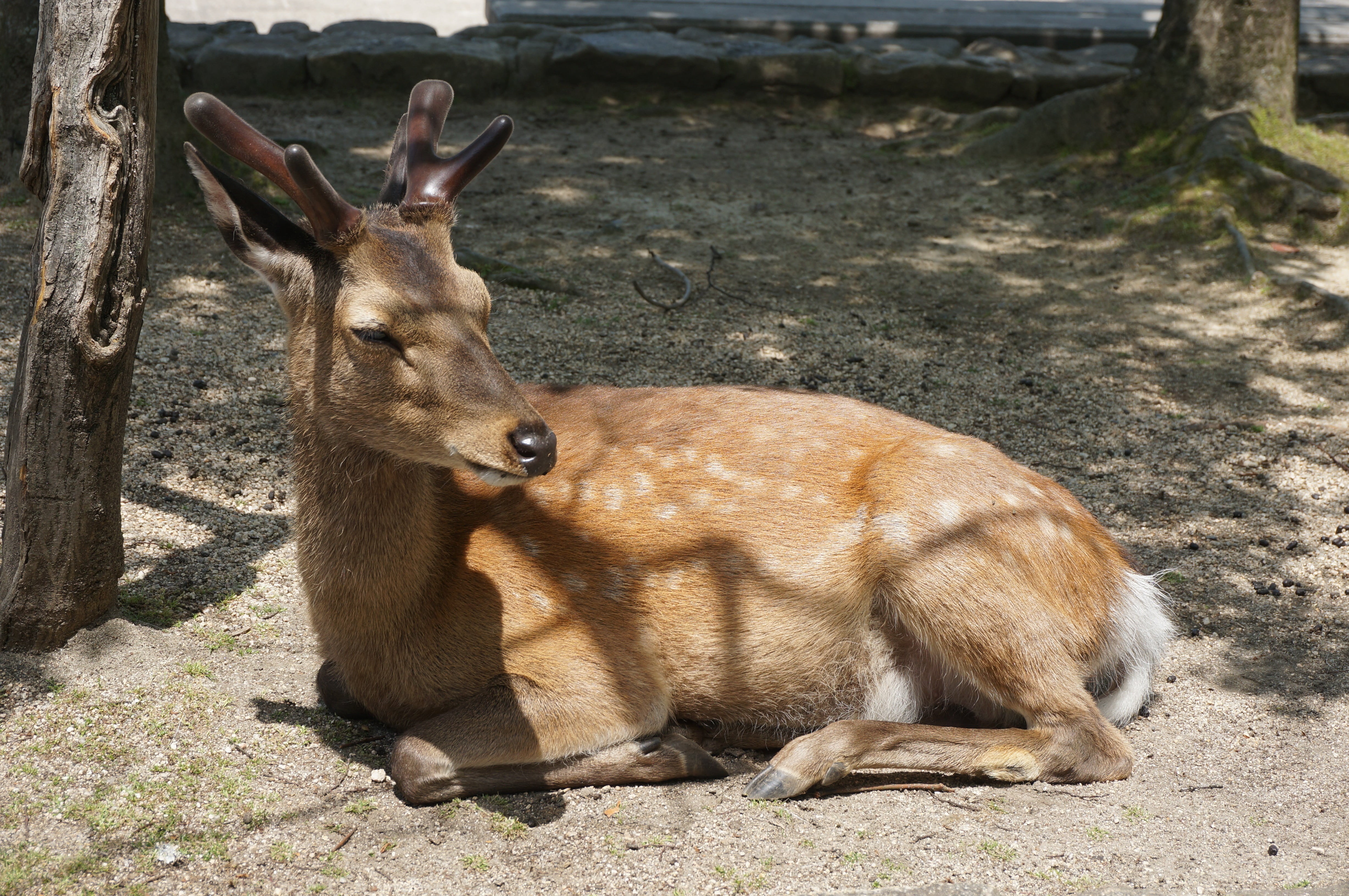 no people, outdoors, deer, relaxation, animal, sunlight, nature, animal themes, animals in the wild, herbivorous, land, miyajima, day, mammal, field, one animal, HD Wallpaper