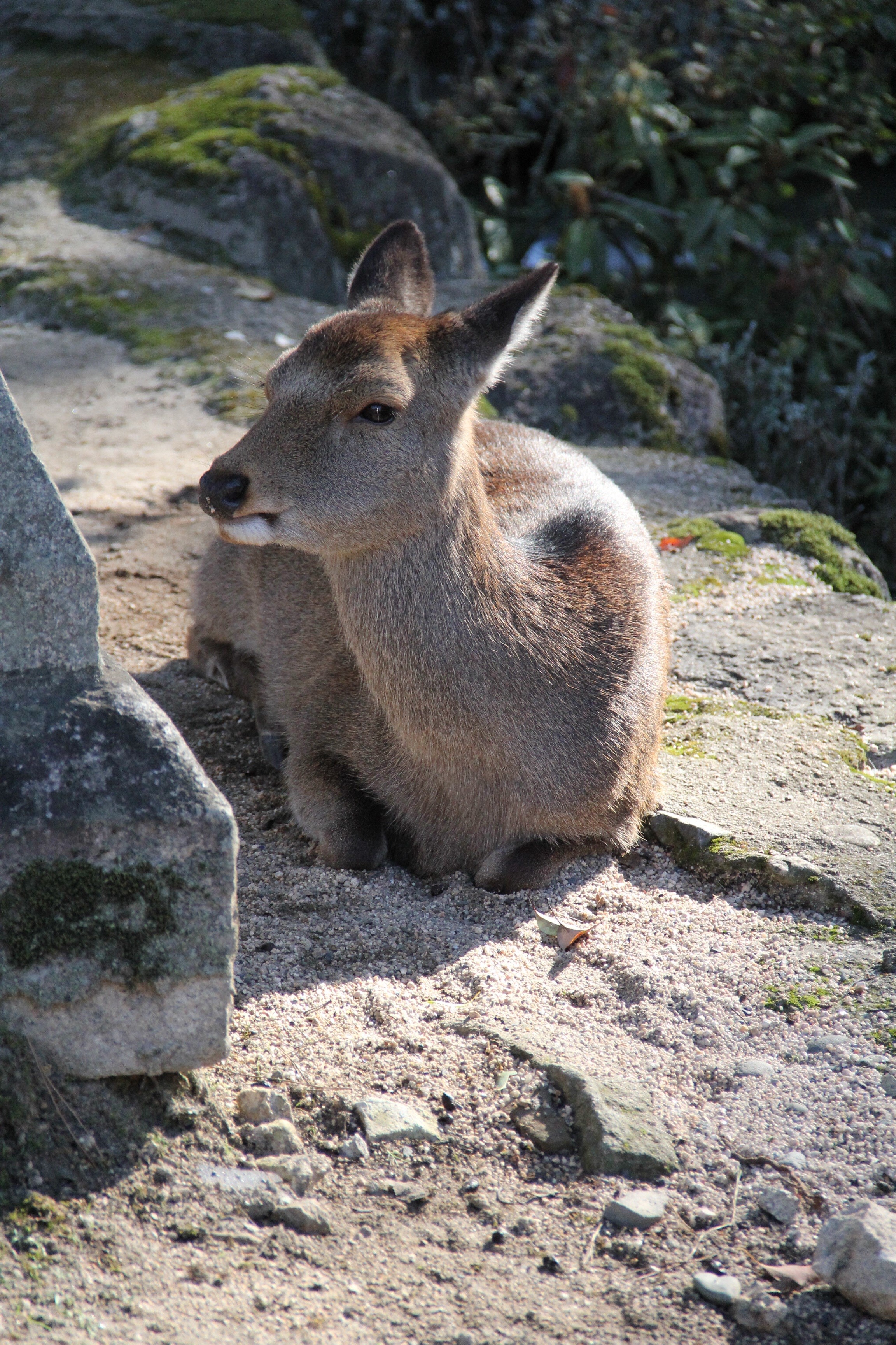animals in the wild, close-up, field, one animal, mammal, sunlight, animal, japan, animal themes, animal head, herbivorous, outdoors, rock, land, domestic animals, Phone HD Wallpaper