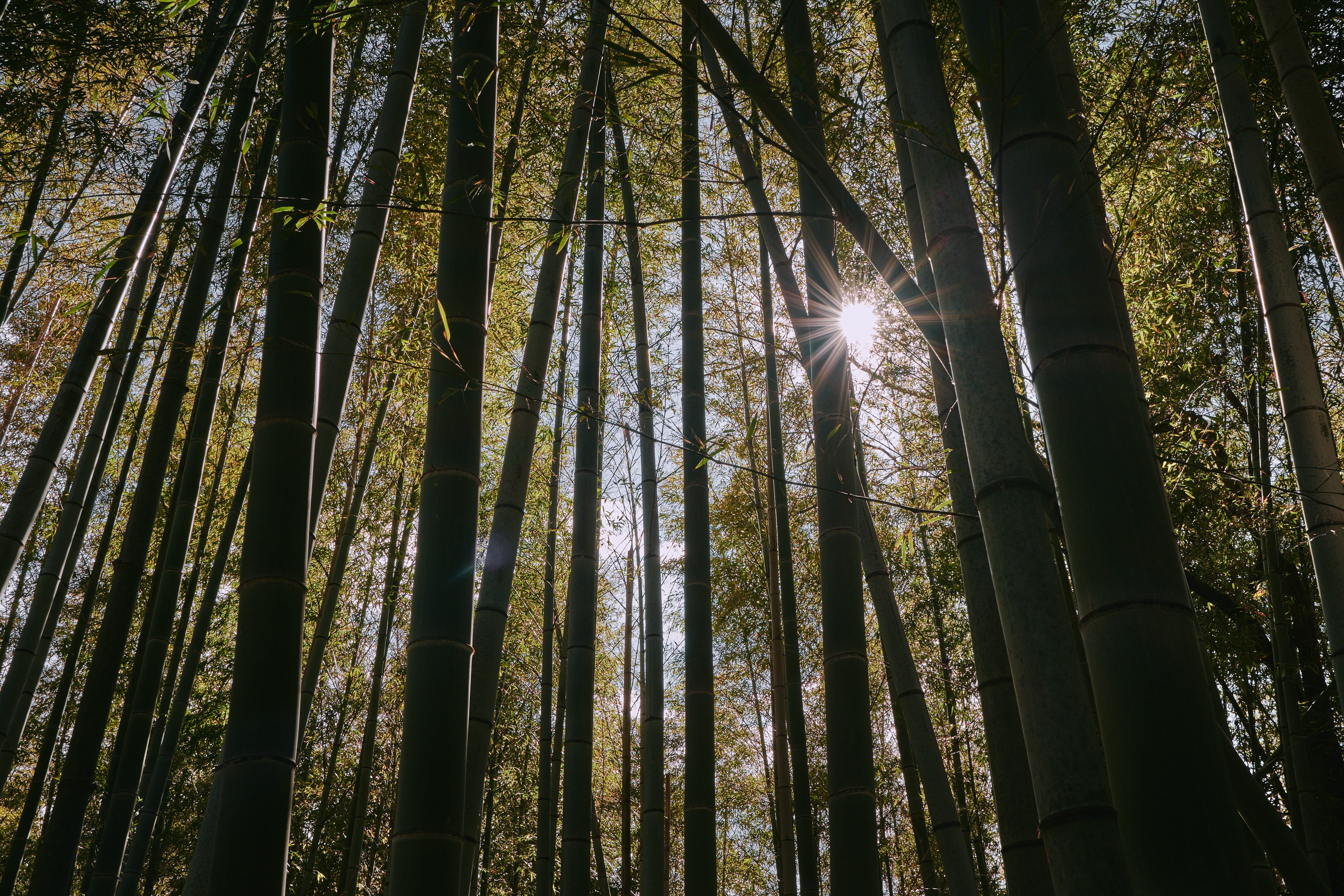 bamboo - plant, streaming, trunk, no people, sunlight, trees, woodland, land, forest, growth, beauty in nature, sun, scenics - nature, low angle view, nature, HD Wallpaper