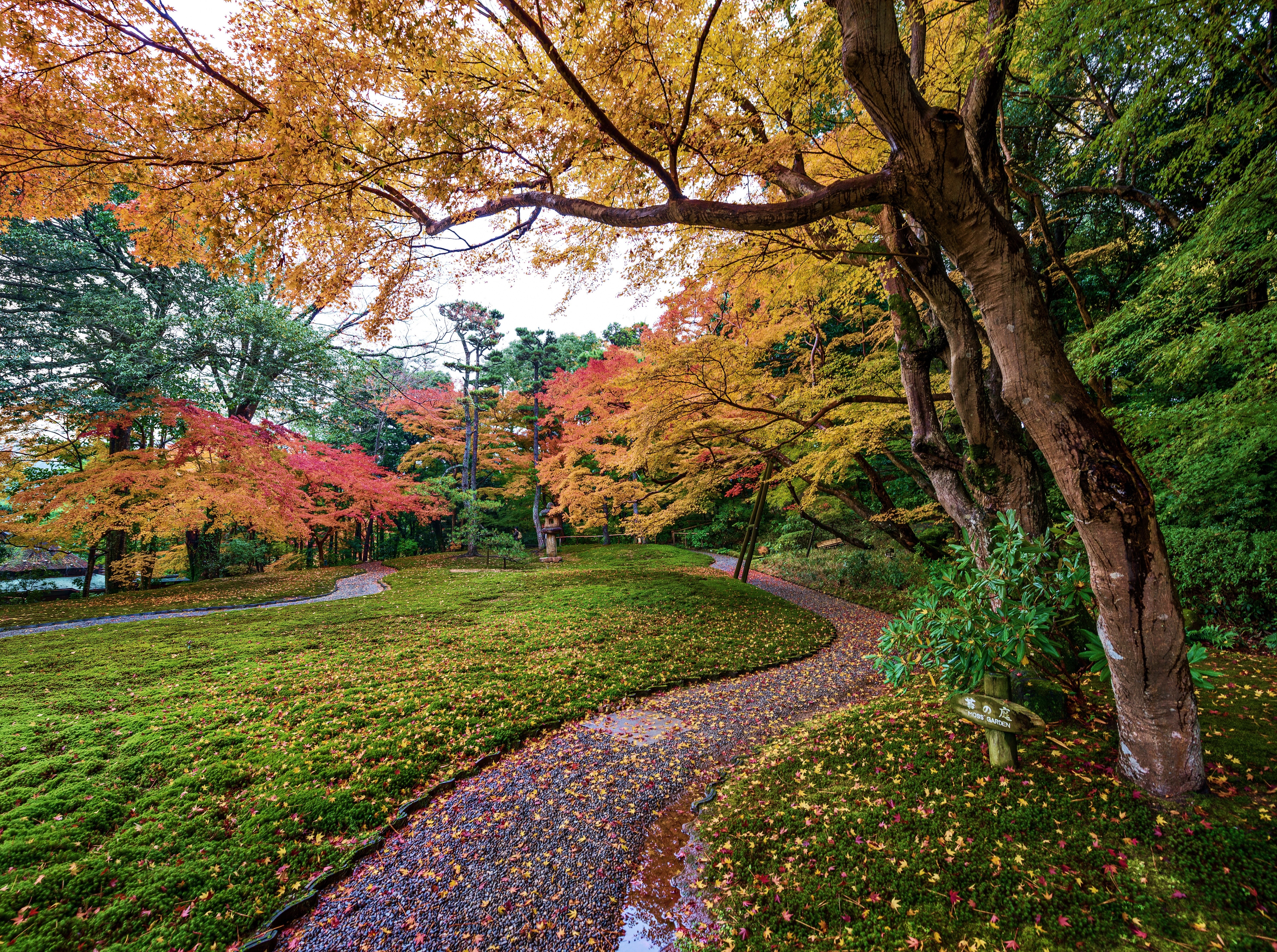 yellow, redleaves, 5K, outdoors, Autumn, idyllic, park - man made space, day, tranquil scene, plant, Asia, Japan, autumn collection, yoshikiengarden, no people, HD Wallpaper