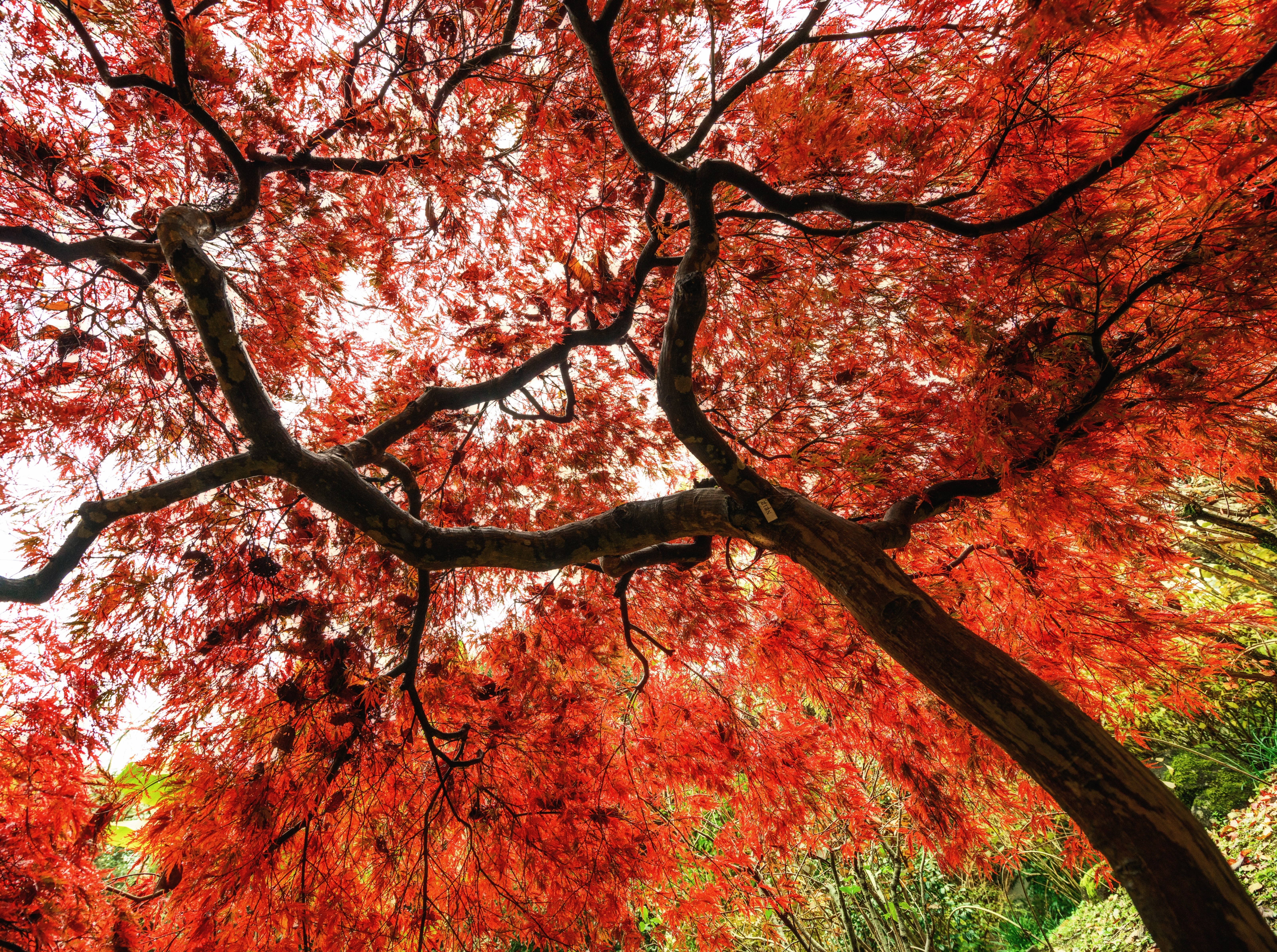 nara, momiji, redleaves, branch, Kansai, yoshikiengarden, red, growth, Japan, low angle view, tree canopy, full frame, yoshikien, flower, cherry blossom, HD Wallpaper