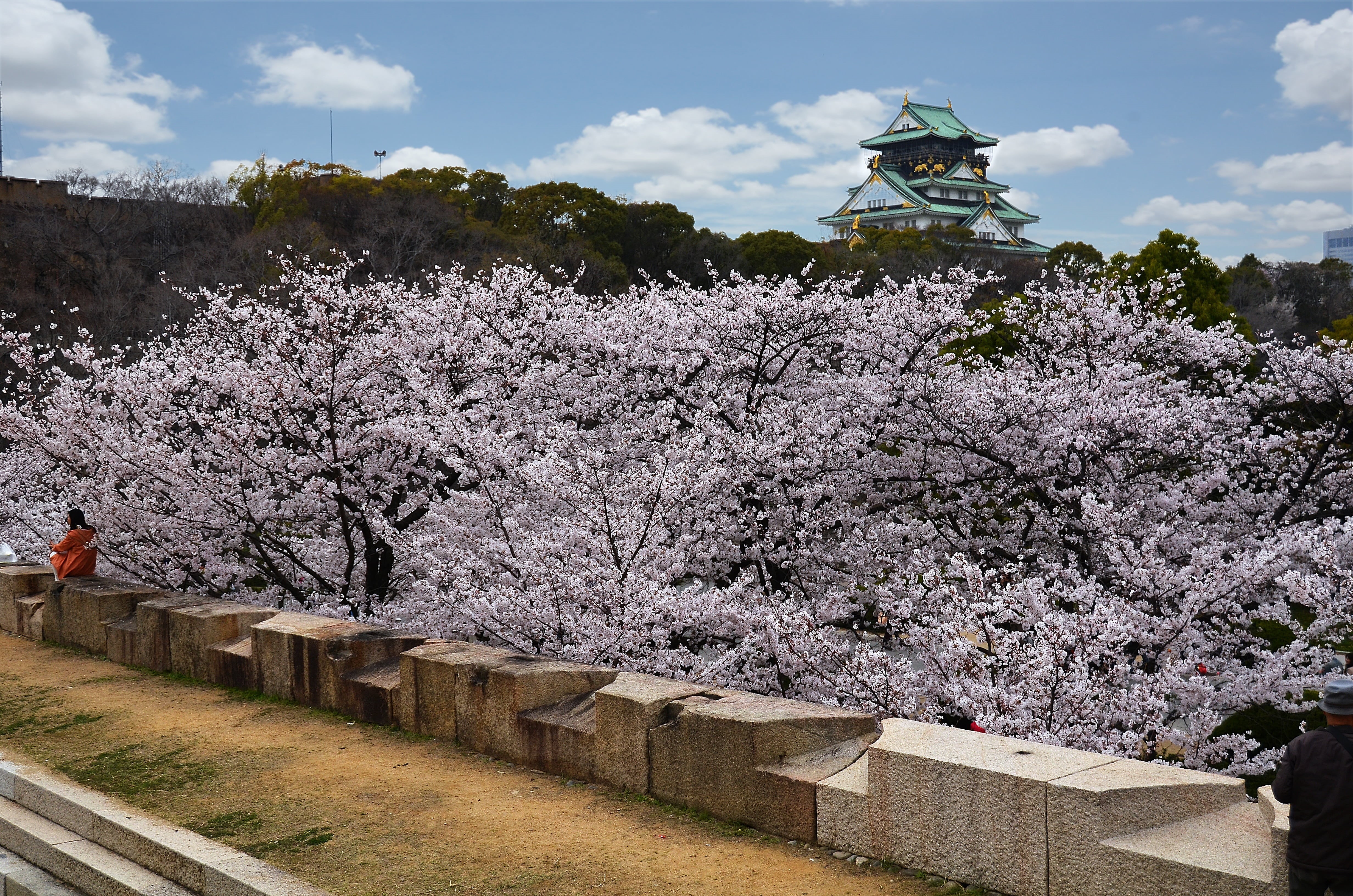 outdoors, real people, fragility, 4K, plant, cherry blossoms, men, tree, flower, day, springtime, japan, cherry blossom, nature, cloud - sky, flowering plant, HD Wallpaper