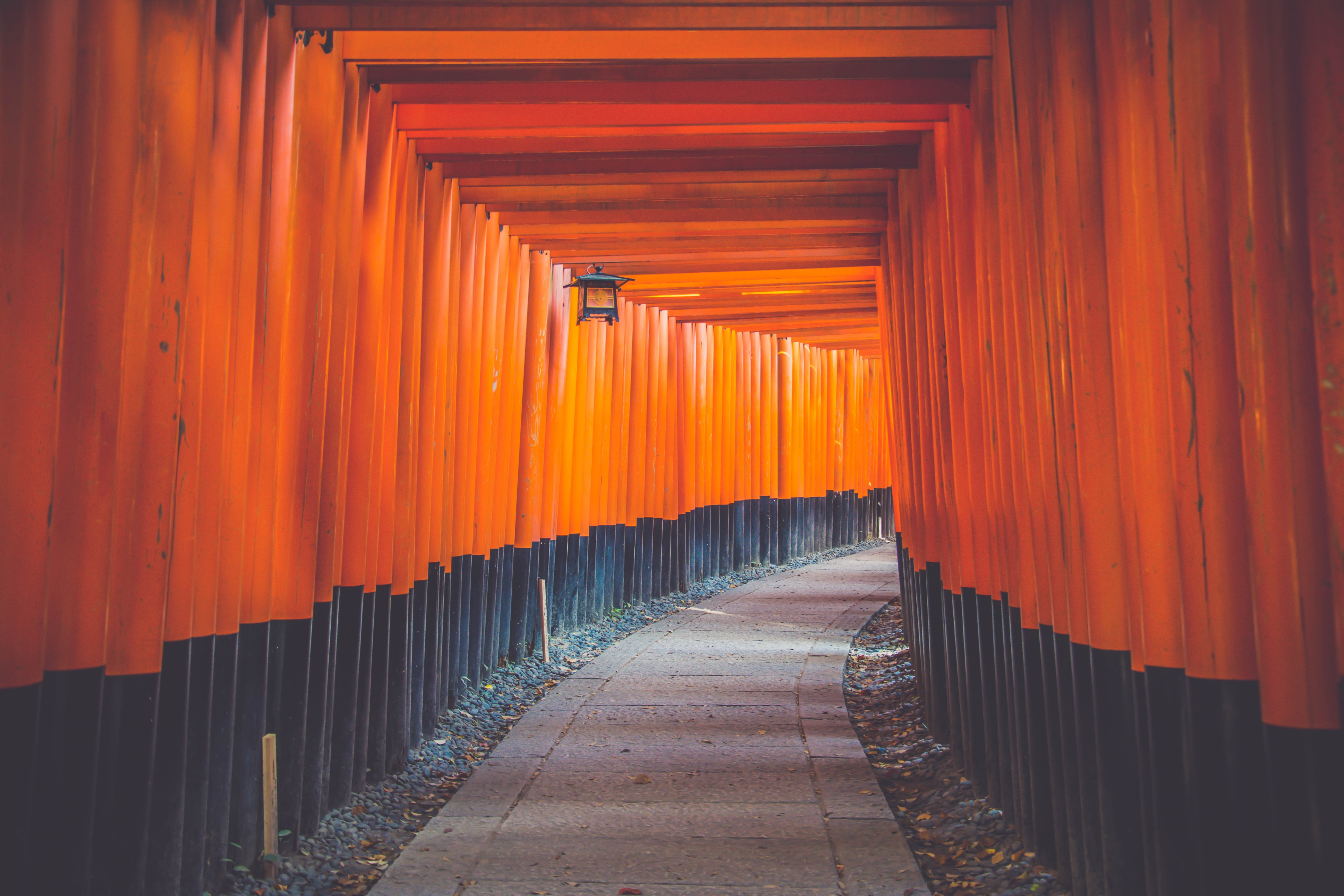 bright, 5K, japan, color, Famous, fushimi, culture, architecture, inari-taisha, art, HD Wallpaper