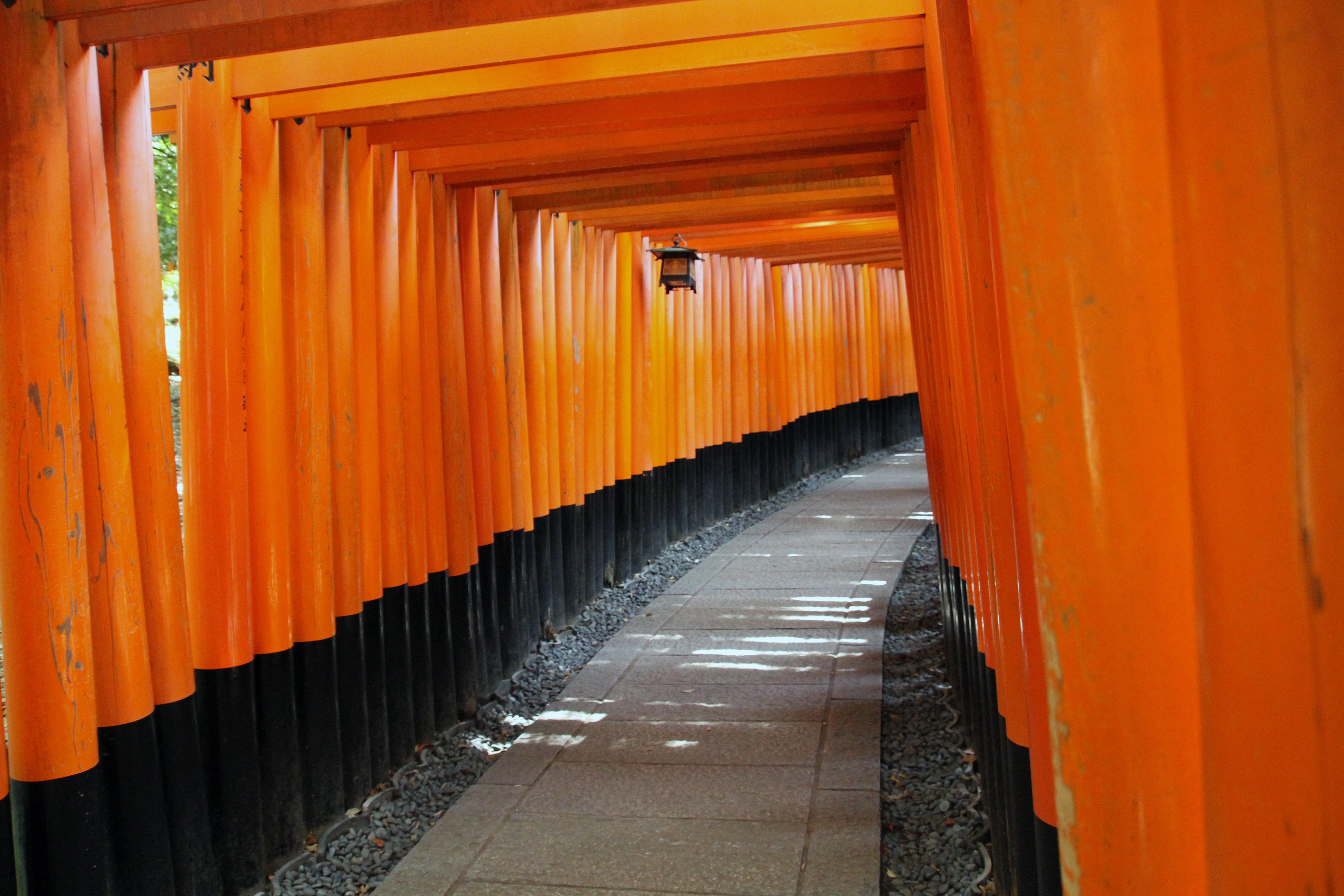 japan, in a row, place of worship, building, religious, no people, diminishing perspective, architecture, colonnade, kyoto, spirituality, direction, the way forward, HD Wallpaper