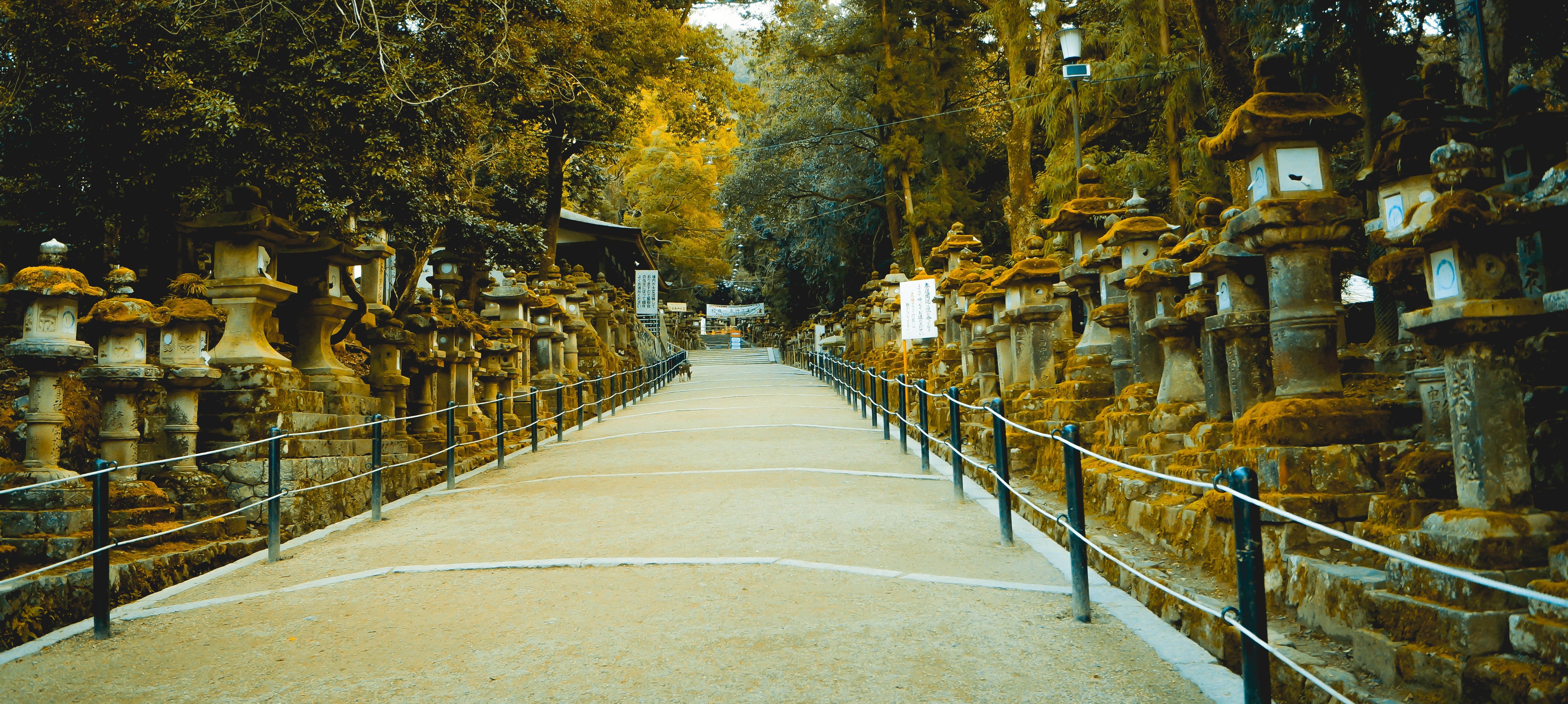 building exterior, japan, no people, kasuga taisha, outdoors, direction, footpath, place of worship, growth, architecture, railing, nature, belief, the way forward, HD Wallpaper