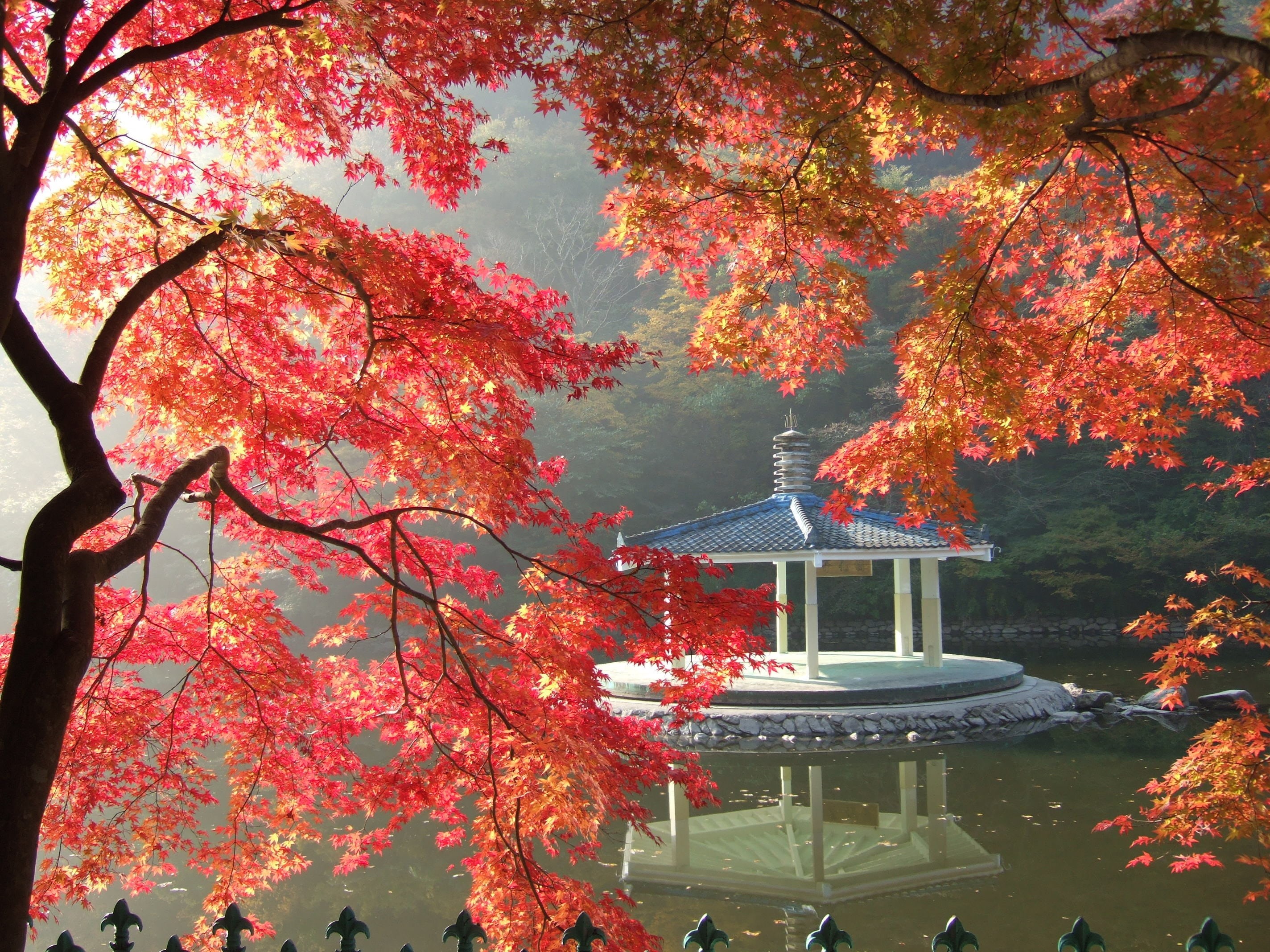 beauty in nature, park - Man Made Space, tree, belief, wood, autumn leaves, leaves, white, mountain, the korean countryside, outdoors, red maple leaf, plants, HD Wallpaper