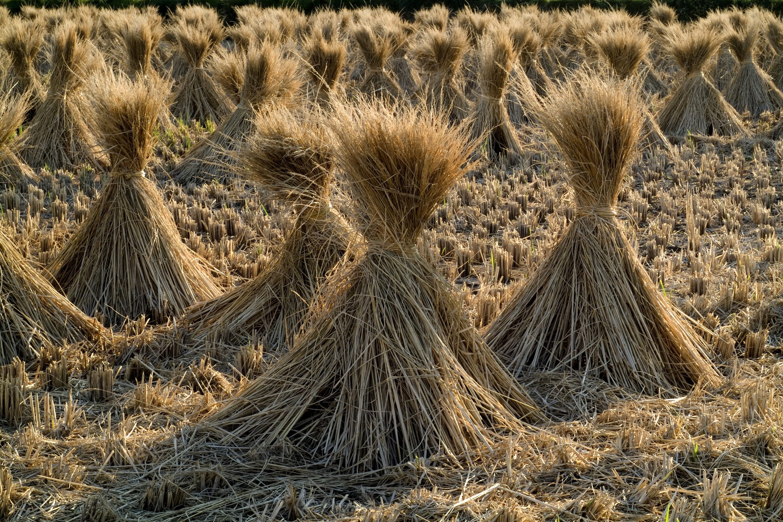 2K, outside, outdoors, environment, plant, straw, no people, rural, dried, land, grass, desert, sunlight, rice, day, agriculture, hay, japan, nature, farmland, HD Wallpaper