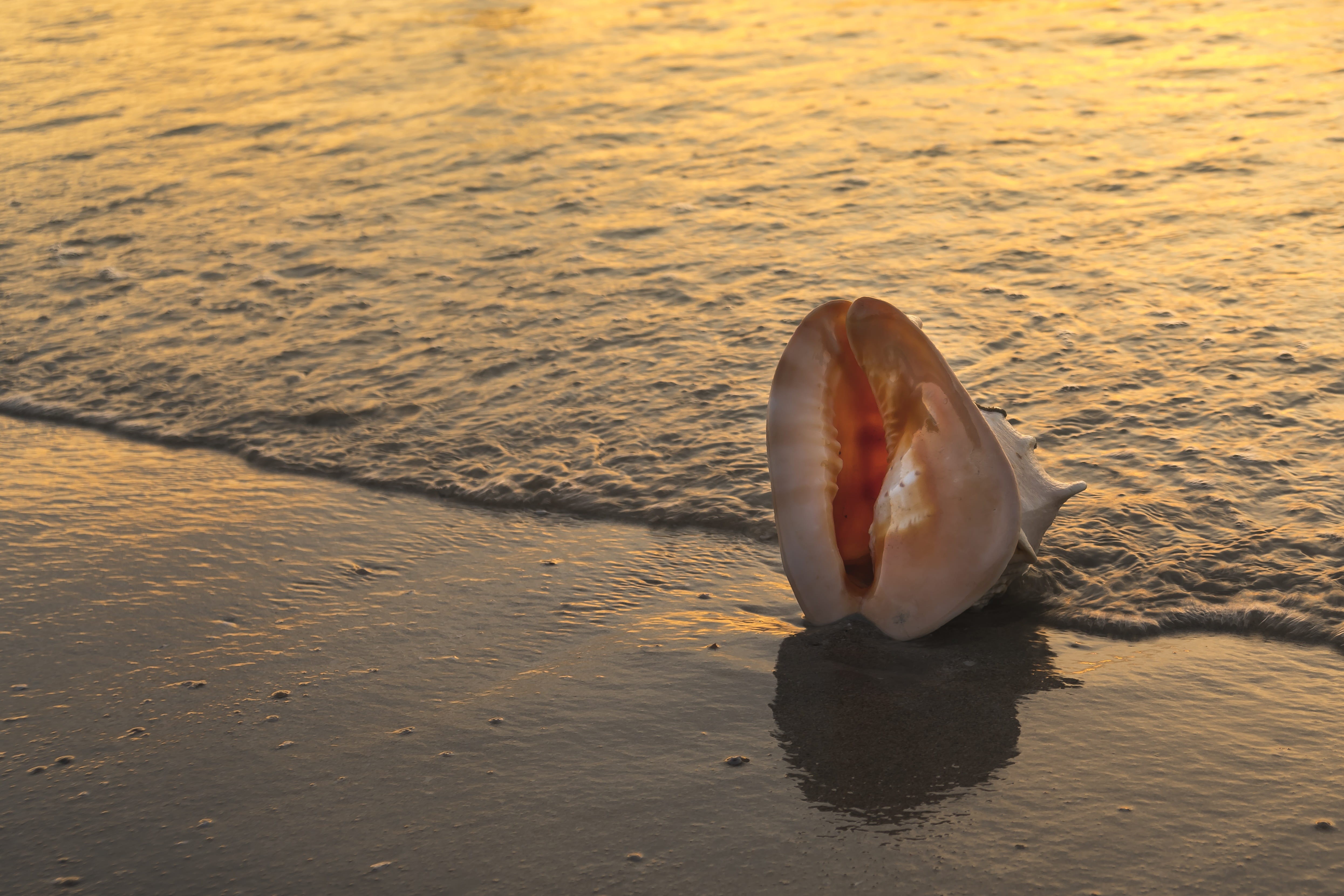 4K, balance, sand, shell, long, the beach, pacific, horizontal, pink, summer, sheath, do exercise, no people, reflection, beach, beauty, temperature - temperature, HD Wallpaper