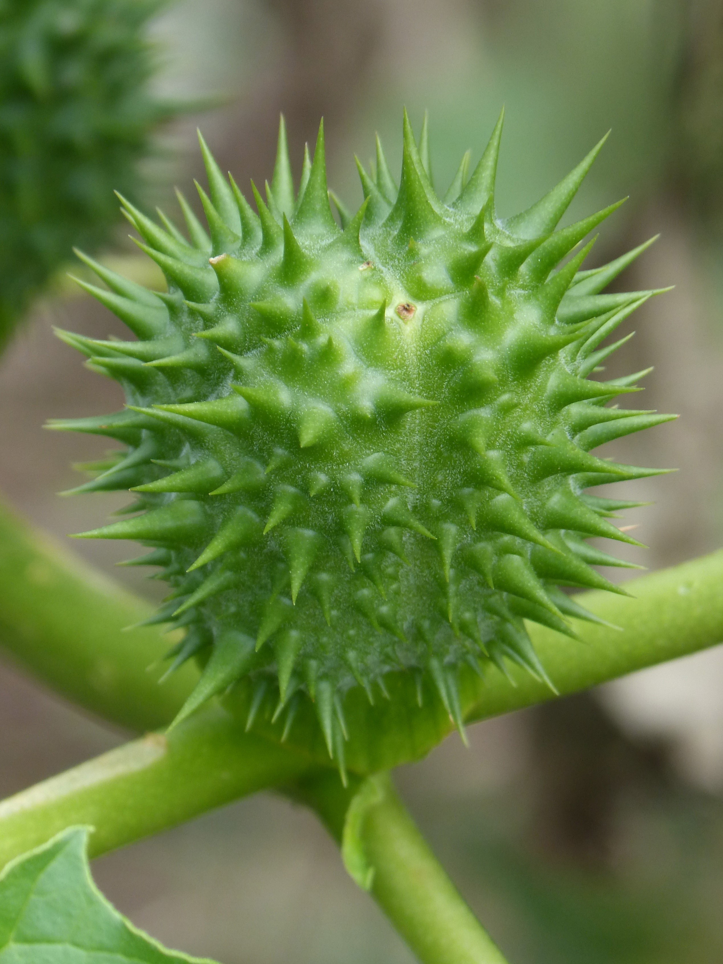 stinging, nature, flower, capsule, spiky, potted plant, close-up, natural pattern, day, plant, growth, skewers, seed, sharp, cactus, 2K, sepal, spiked, Phone HD Wallpaper