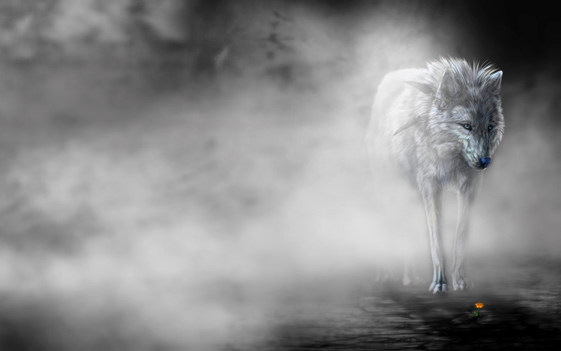 3d and abstract, mist, lonely, 1080P, flower, wolf, HD Wallpaper