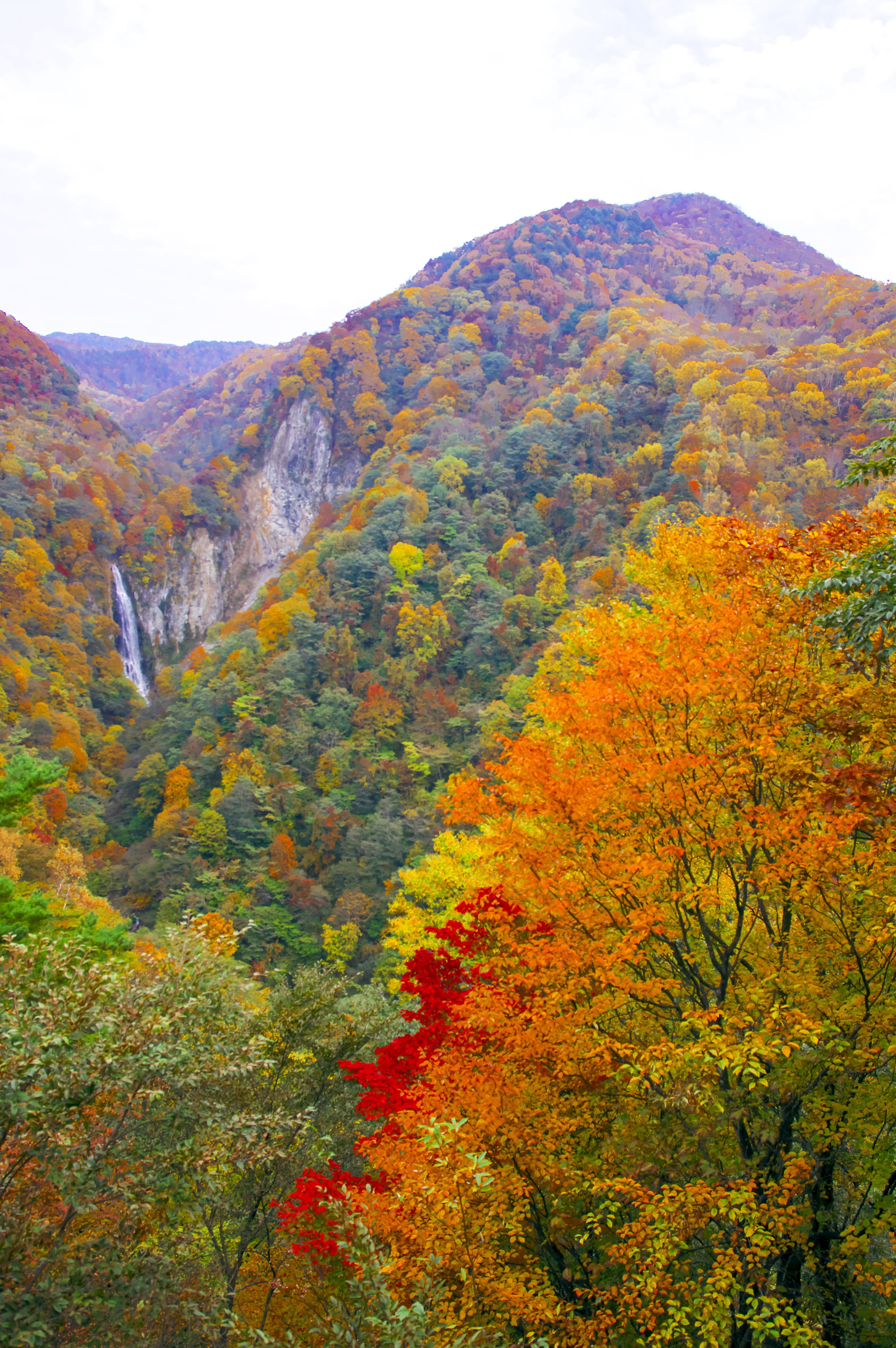 nature, multi colored, waterfall, autumn, japan, no people, plant, landscape, shiga kogen, beauty in nature, day, change, land, scenics - nature, tree, Phone HD Wallpaper