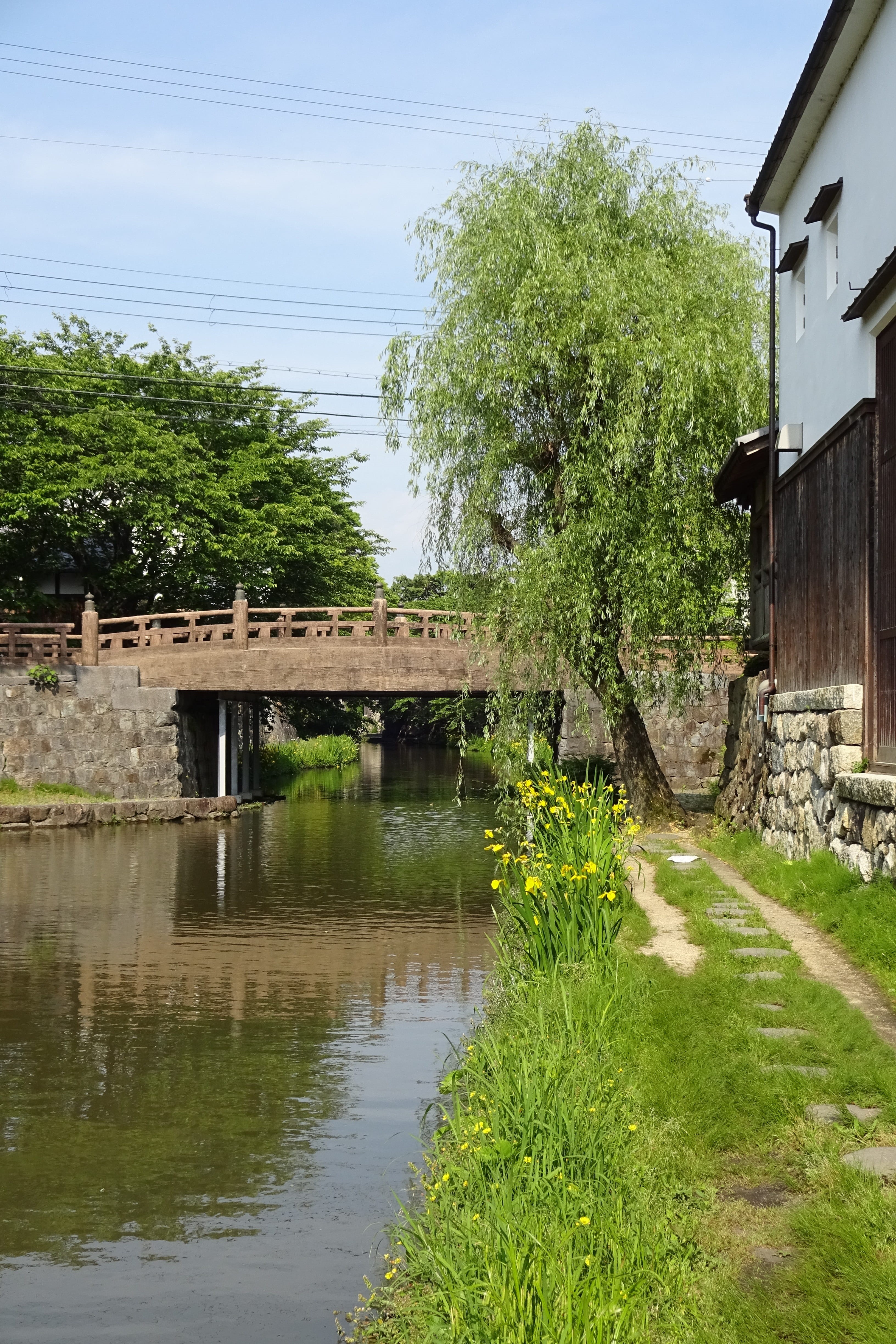 omihachiman, yellow iris, day, reflection, water, growth, tree, 4K, no people, plant, yellow flowers, connection, architecture, shiga prefecture, built structure, Phone HD Wallpaper