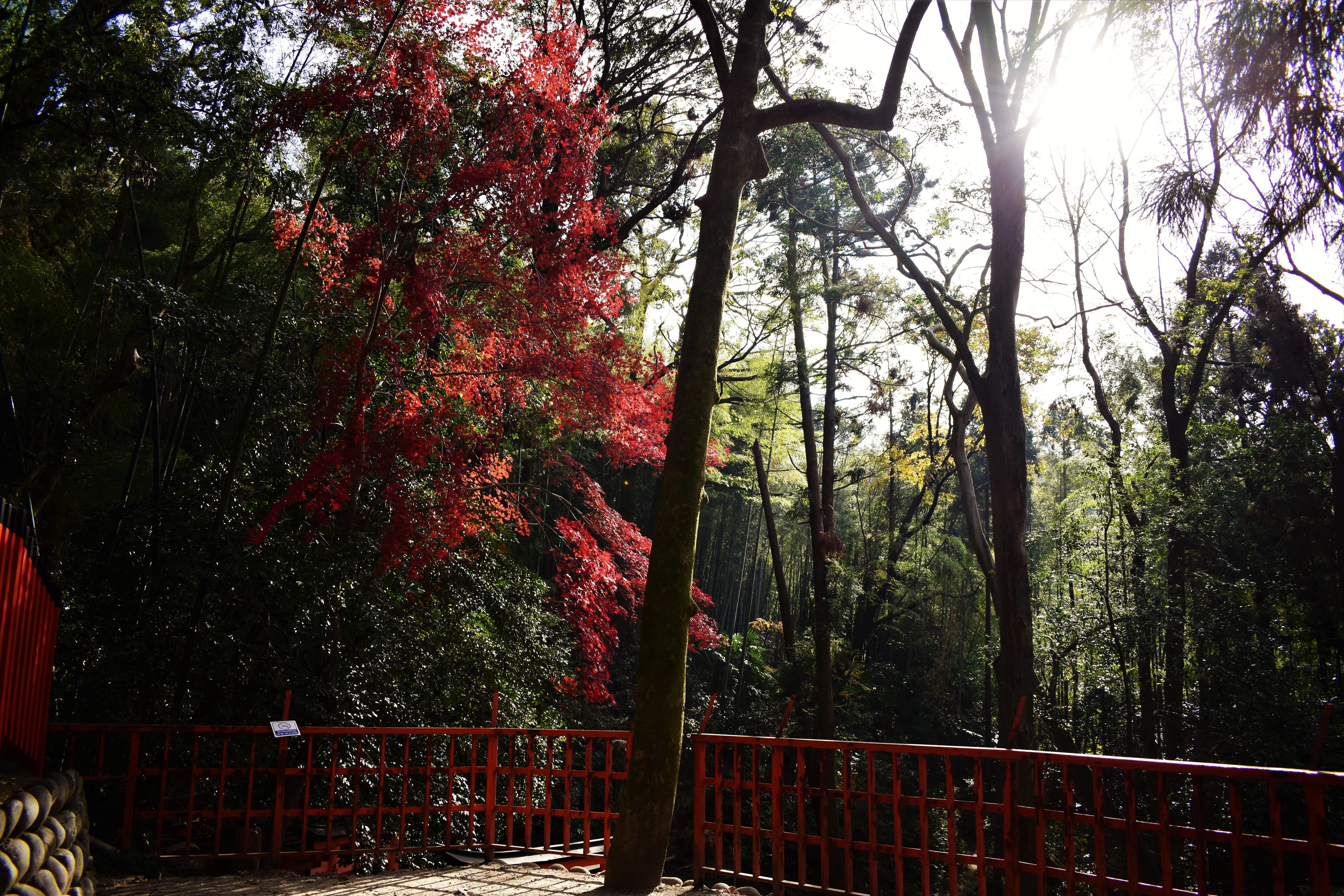 day, no people, fence, plant, tranquil scene, railing, land, growth, beauty in nature, tree trunk, fushimi inari taisha, 5K, osaka, barrier, trunk, change, HD Wallpaper