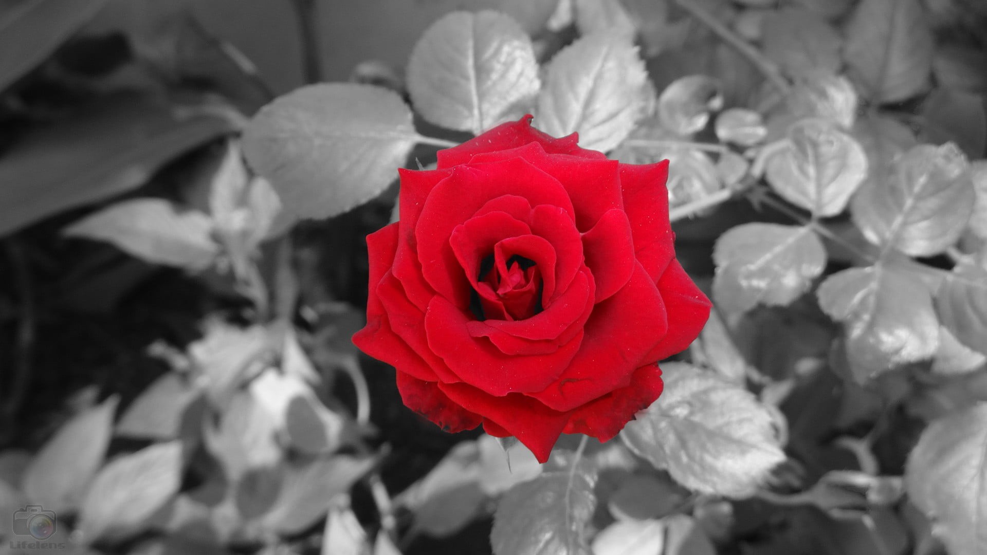 bouquet, growth, blossoms, plant, selective coloring, flowers, close-up, no people, isolated color, rose, petal, red, rose - flower, freshness, inflorescence, HD Wallpaper