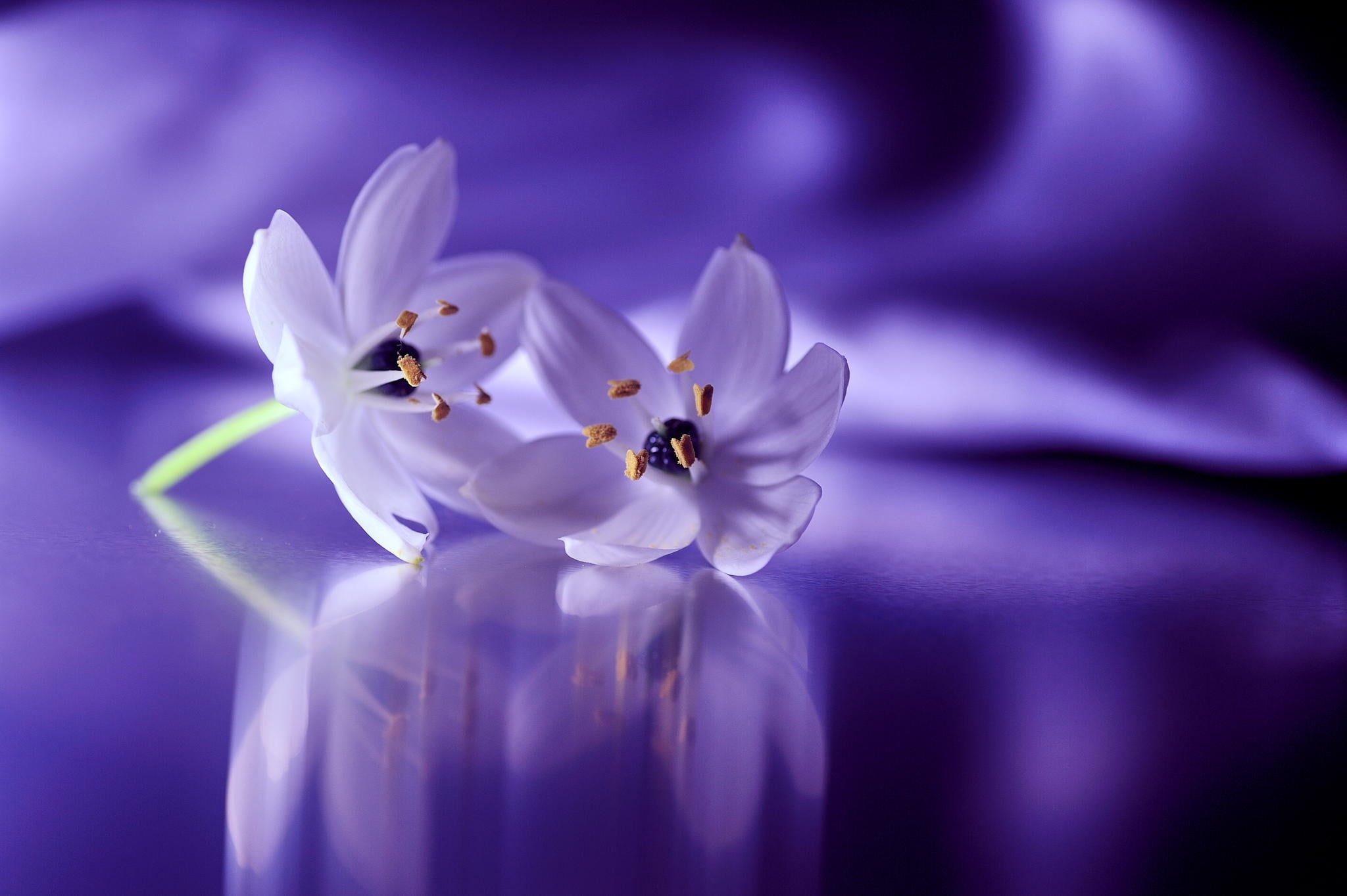 selective focus, nature, inflorescence, beauty in nature, flower, pollen, softness, petaled, fragility, blue, 1080P, flowering plant, snowdrops, white flowers, HD Wallpaper