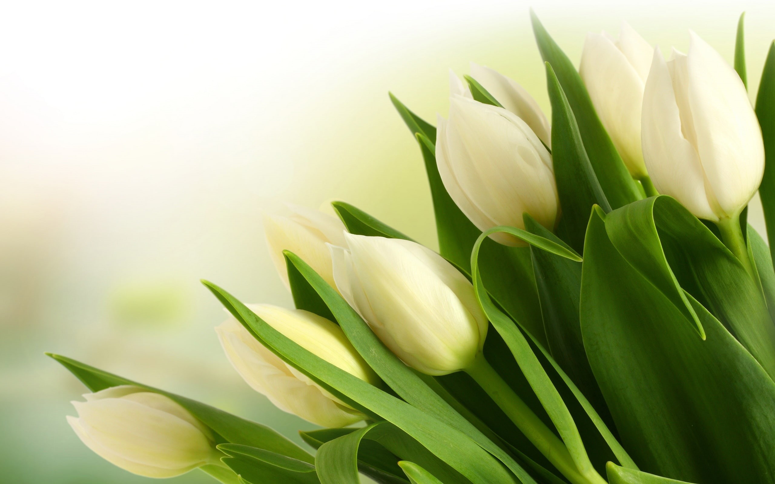 Tulip, flowers, White, Bouquet, petaled, Flower, close, 2K, HD Wallpaper