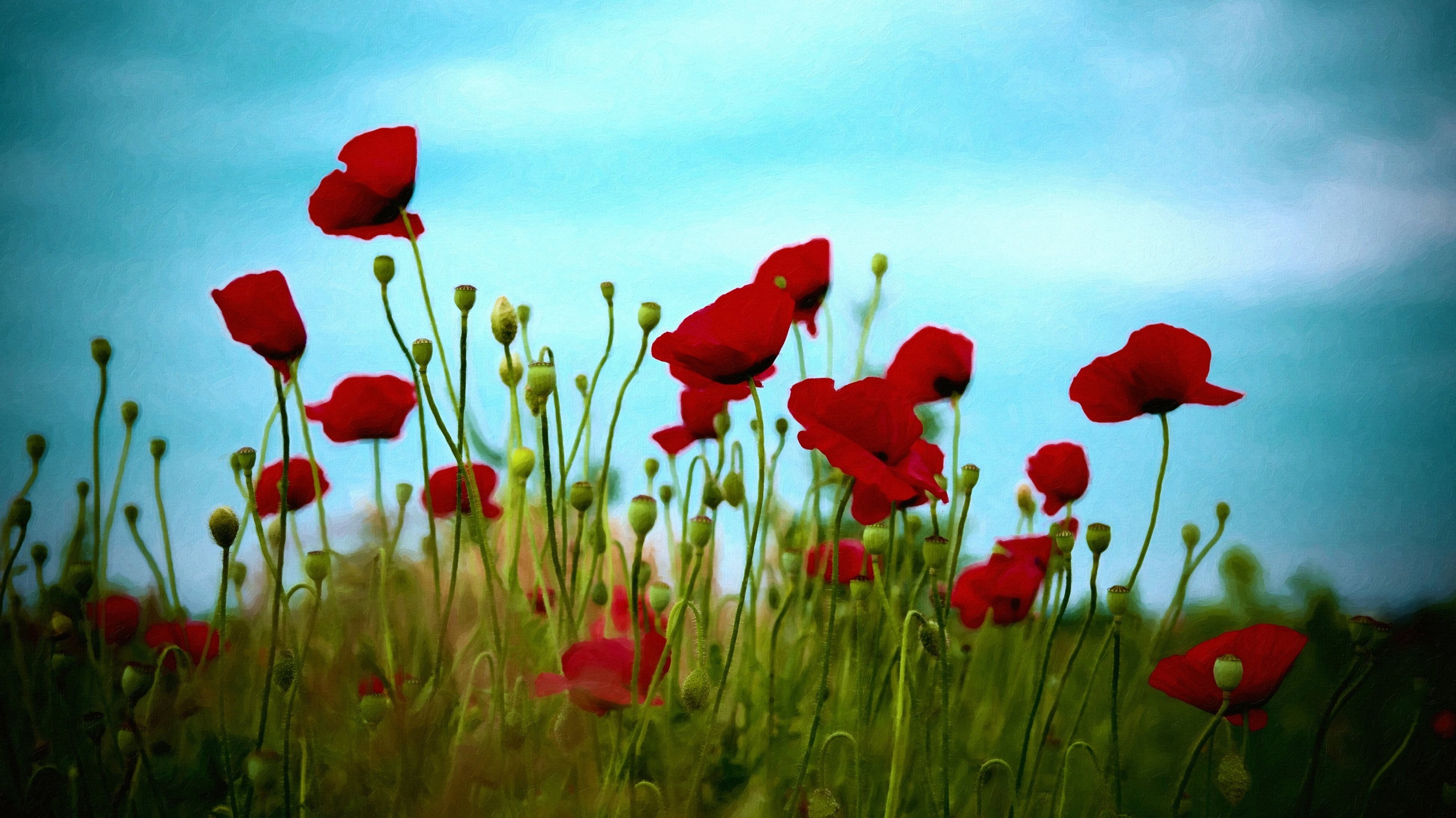 petaled, inflorescence, field, flower head, red, land, vulnerability, springtime, flowers, flower, no people, fragility, 4K, petal, growth, close-up, yellow, HD Wallpaper