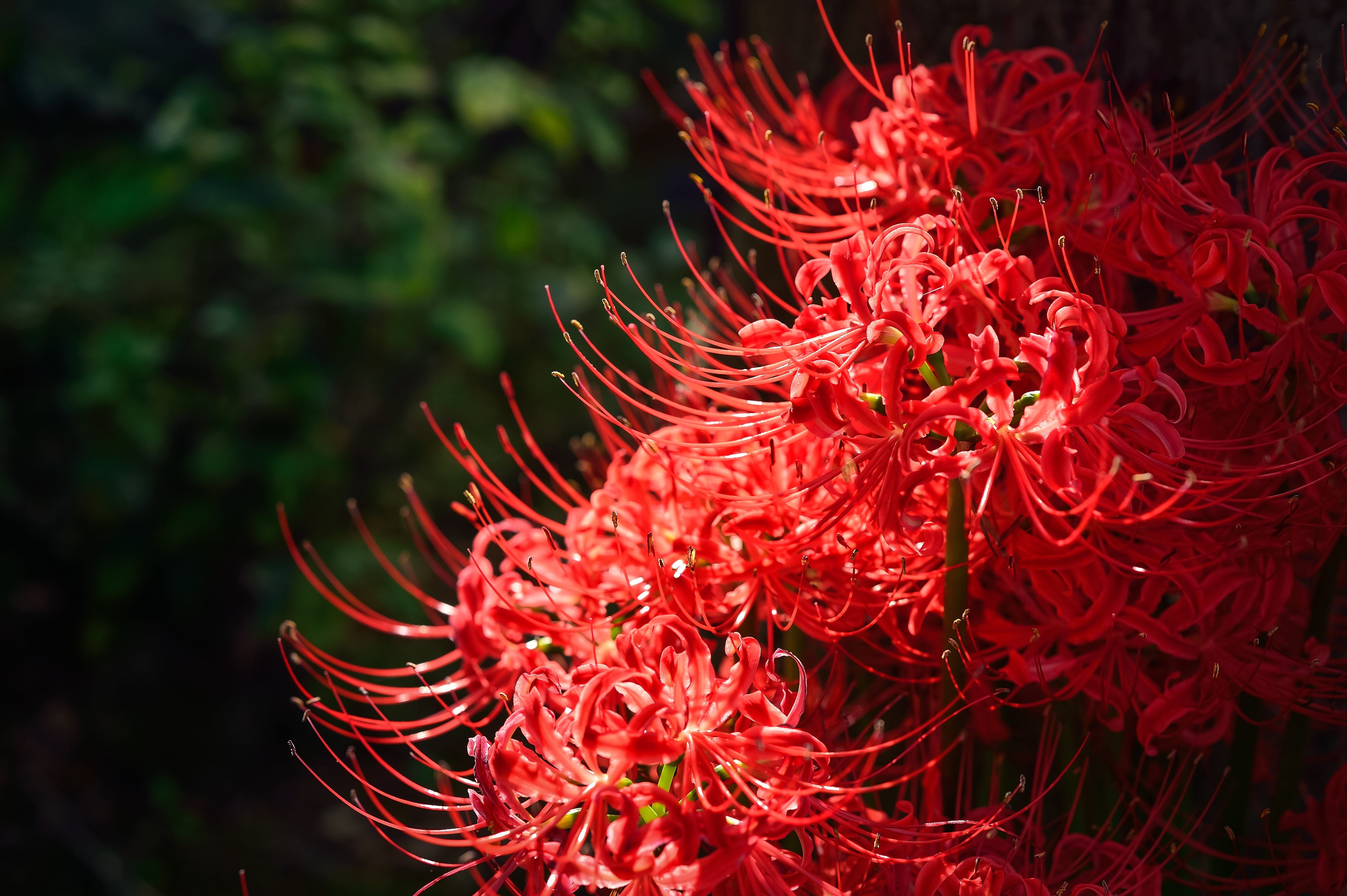 beauty in nature, dark, outdoors, red, autumn flowers, close-up, sea life, japan, focus on foreground, pollen, plant, inflorescence, fall of japan, autumn, HD Wallpaper