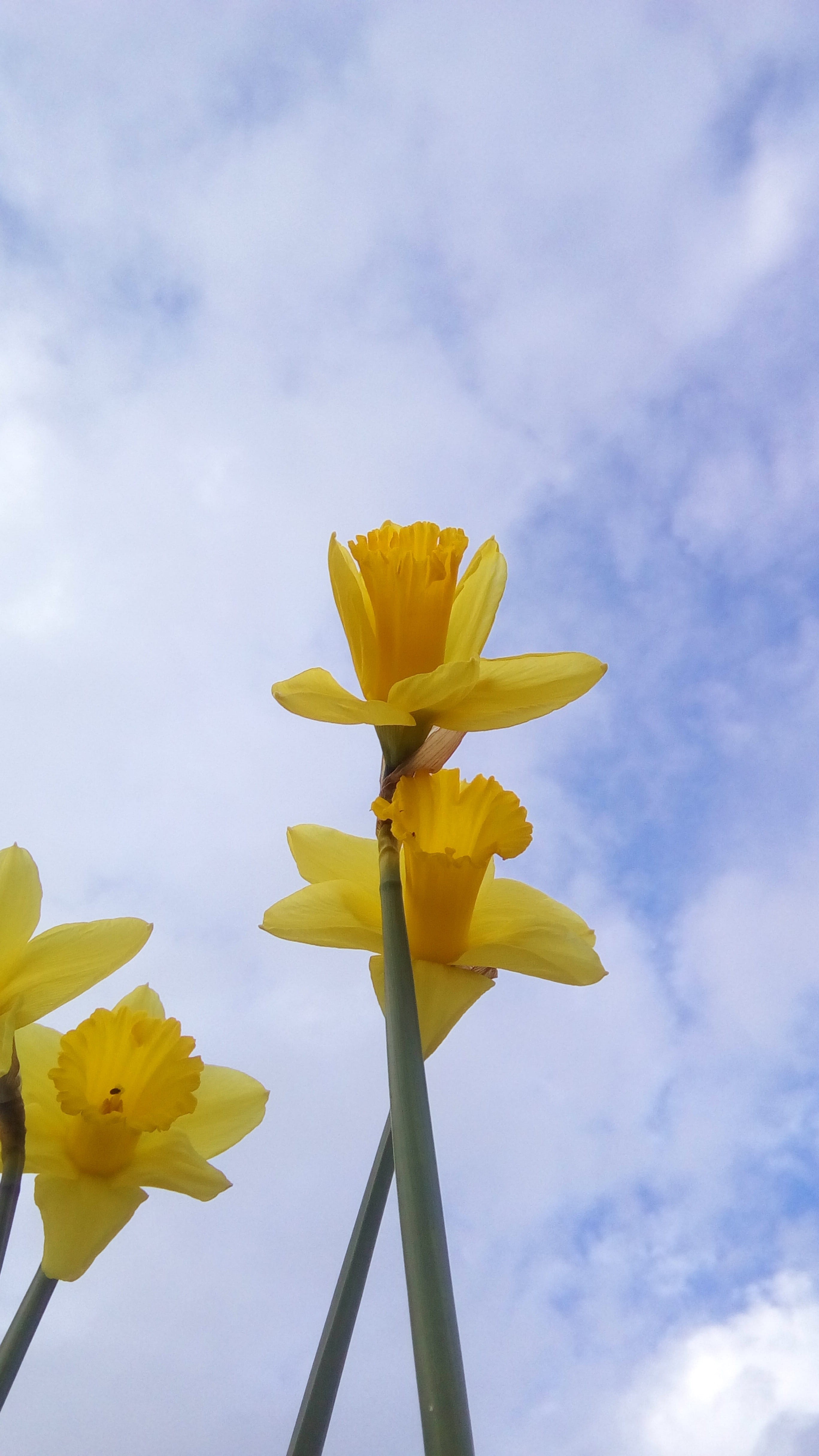 daffodil, flower, cloud - sky, beauty in nature, sky, vulnerability, outdoors, petals, freshness, plant, poetry, fragility, daffodils, flowering plant, Phone HD Wallpaper