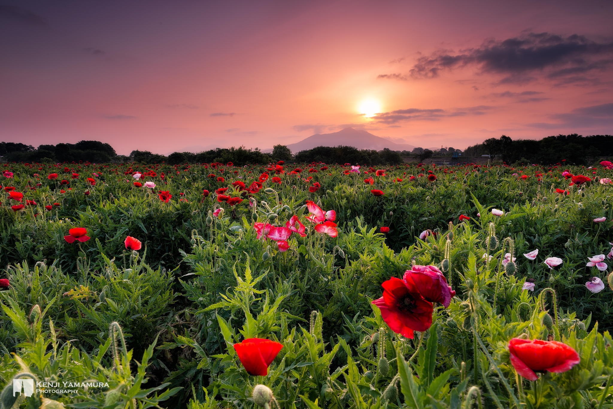 1080P, beauty, sunset, Kenji Yamamura, photographer, flowers, HD Wallpaper