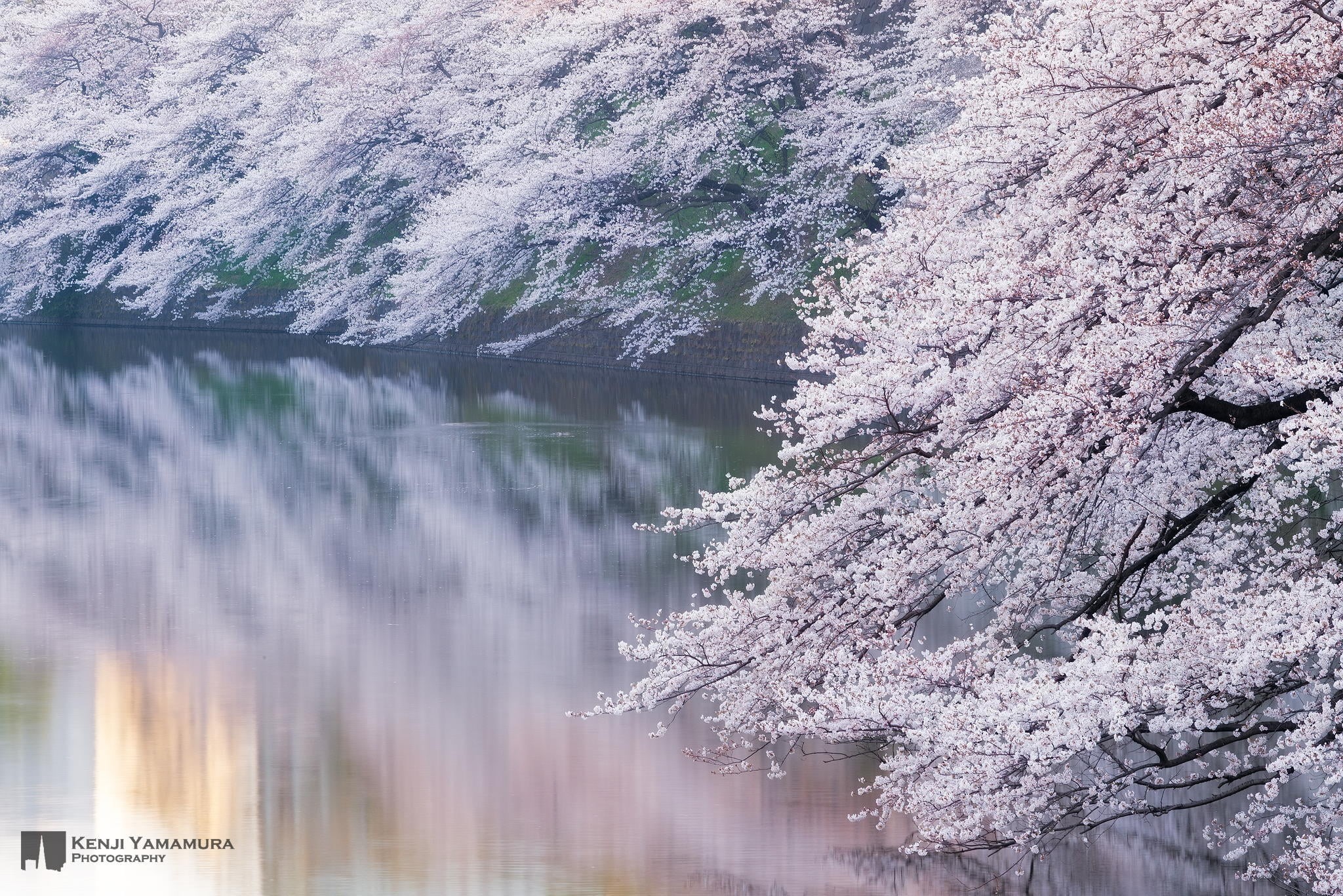 river, blooms, 1080P, Kenji Yamamura, Japan, Sakura, photographer, branch, HD Wallpaper