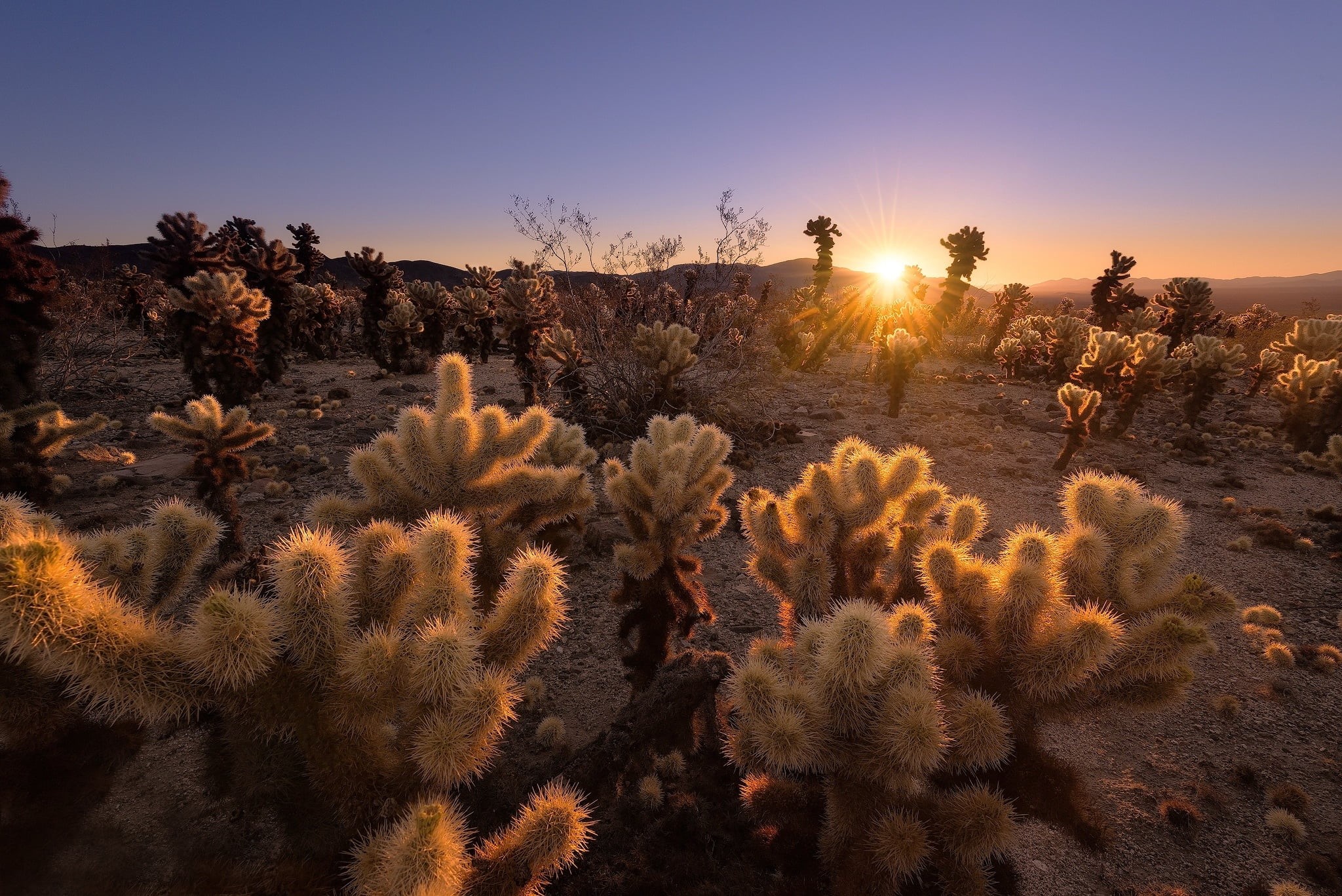 rays, national Park, reserve, morning, 1080P, trees, landscape, Kenji Yamamura, cacti, nature, dawn, the sun, HD Wallpaper