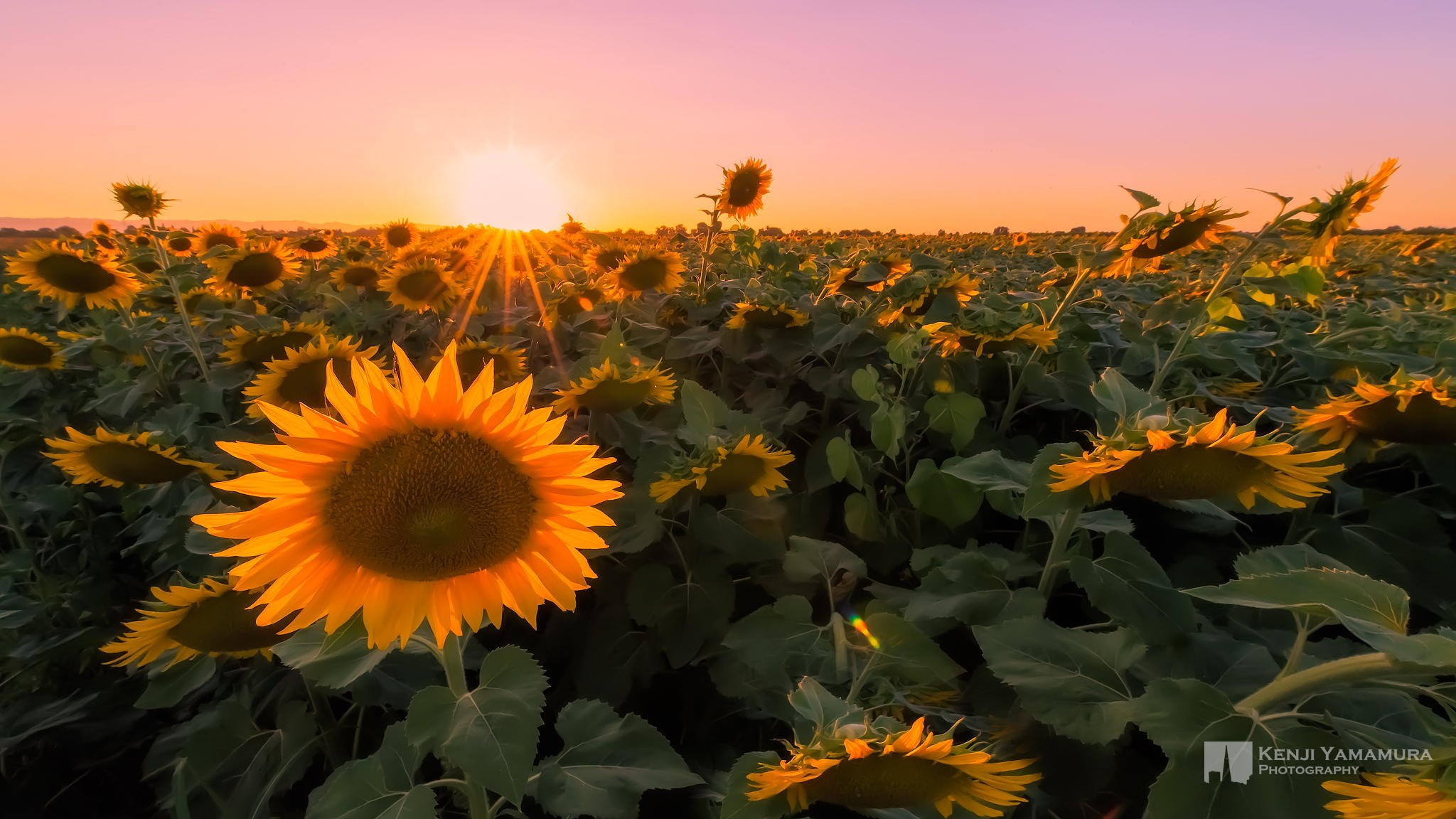 sunset, Kenji Yamamura, field, macro, 1080P, sunflowers, photographer, HD Wallpaper