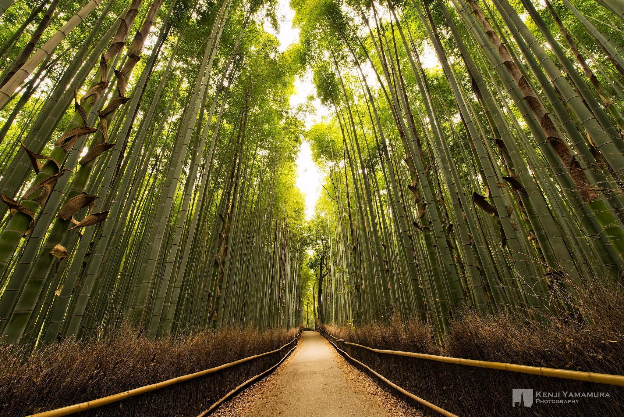 photographer, the sun, 1080P, path, Kenji Yamamura, bamboo, grove, HD Wallpaper