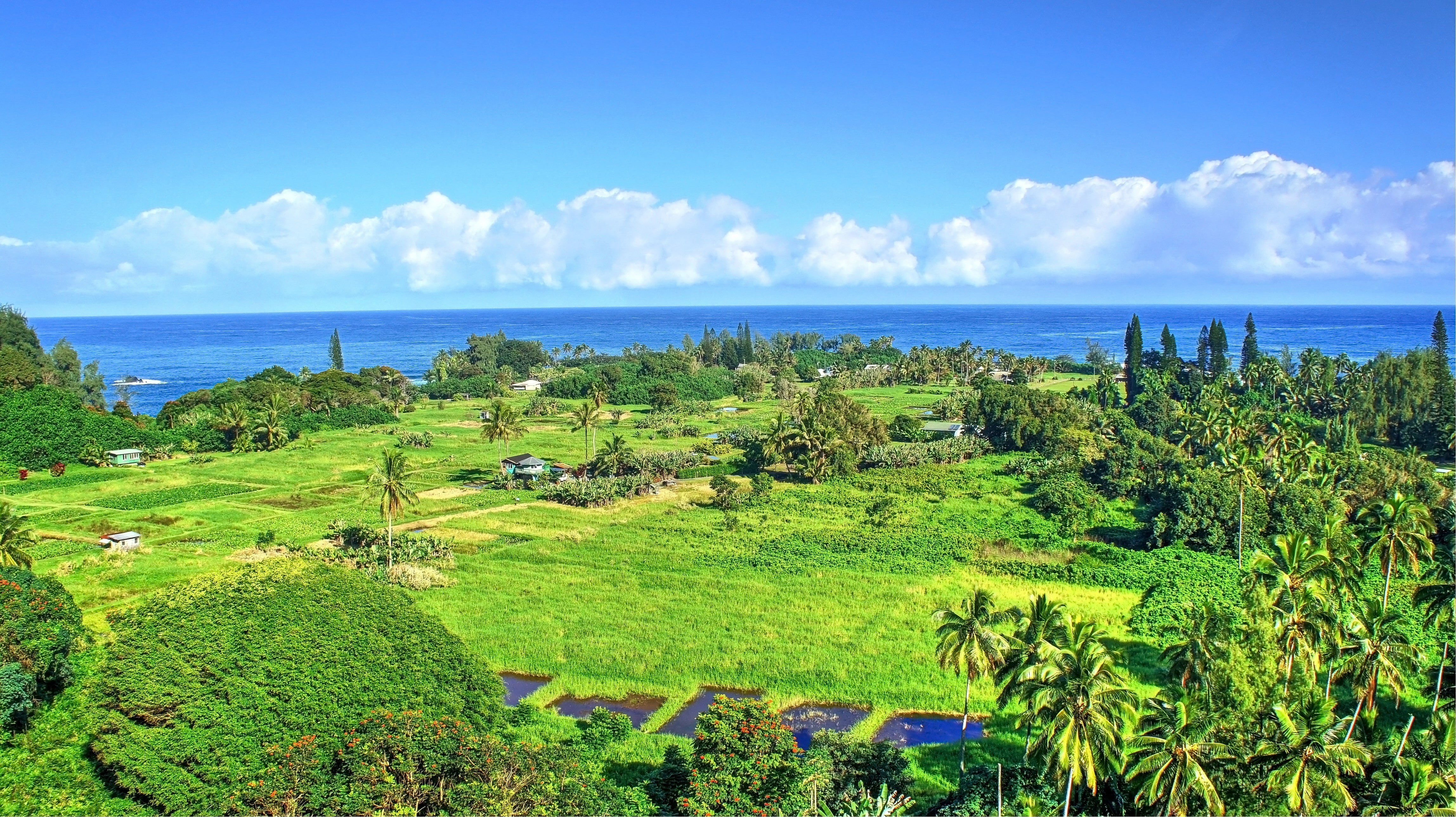 Hawaii, plant, sky, scenics - nature, horizon, sea, tranquil scene, isle of Maui, landscape, beach, tropical forest, tree, land, palm trees, horizon over water, HD Wallpaper