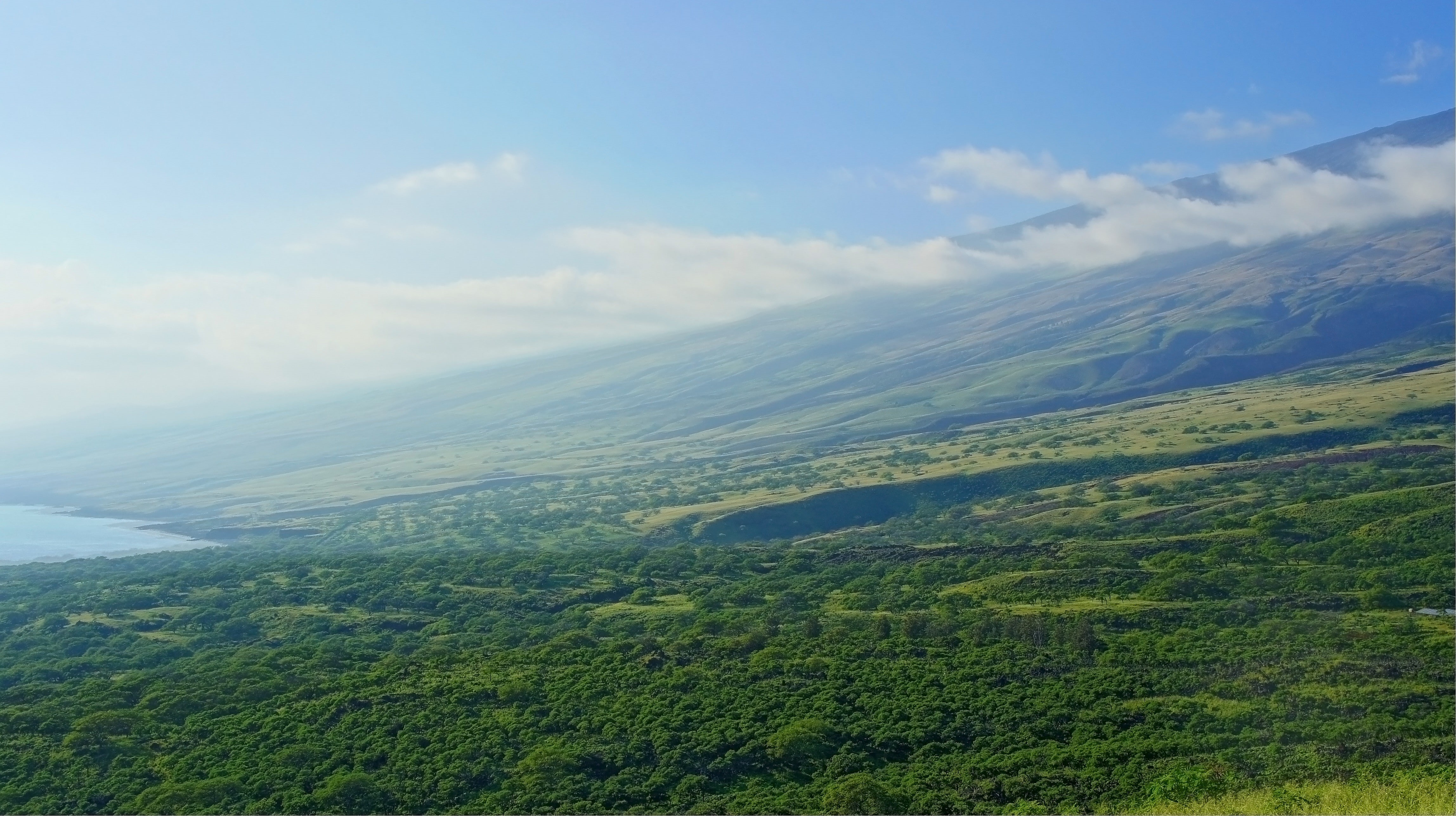 tropics, palm trees, tropical forest, 4K, beach, Maui, Hawaii, HD Wallpaper
