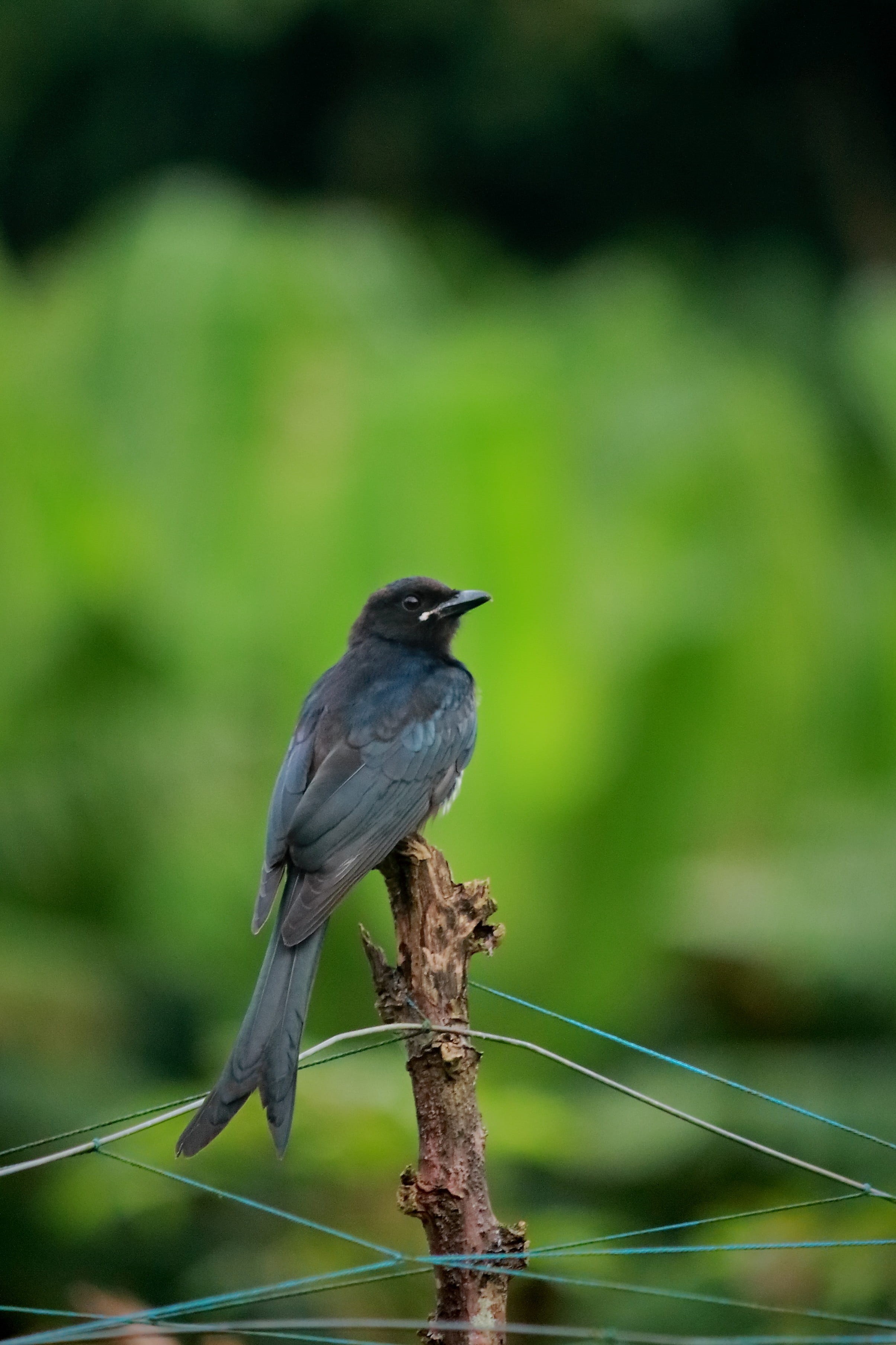 ashy drongo, gray, perching, wildlife, ashy, animal, tree, vertebrate, animal wildlife, day, close-up, wings, full length, wilderness, feather, black, sunlight, Phone HD Wallpaper