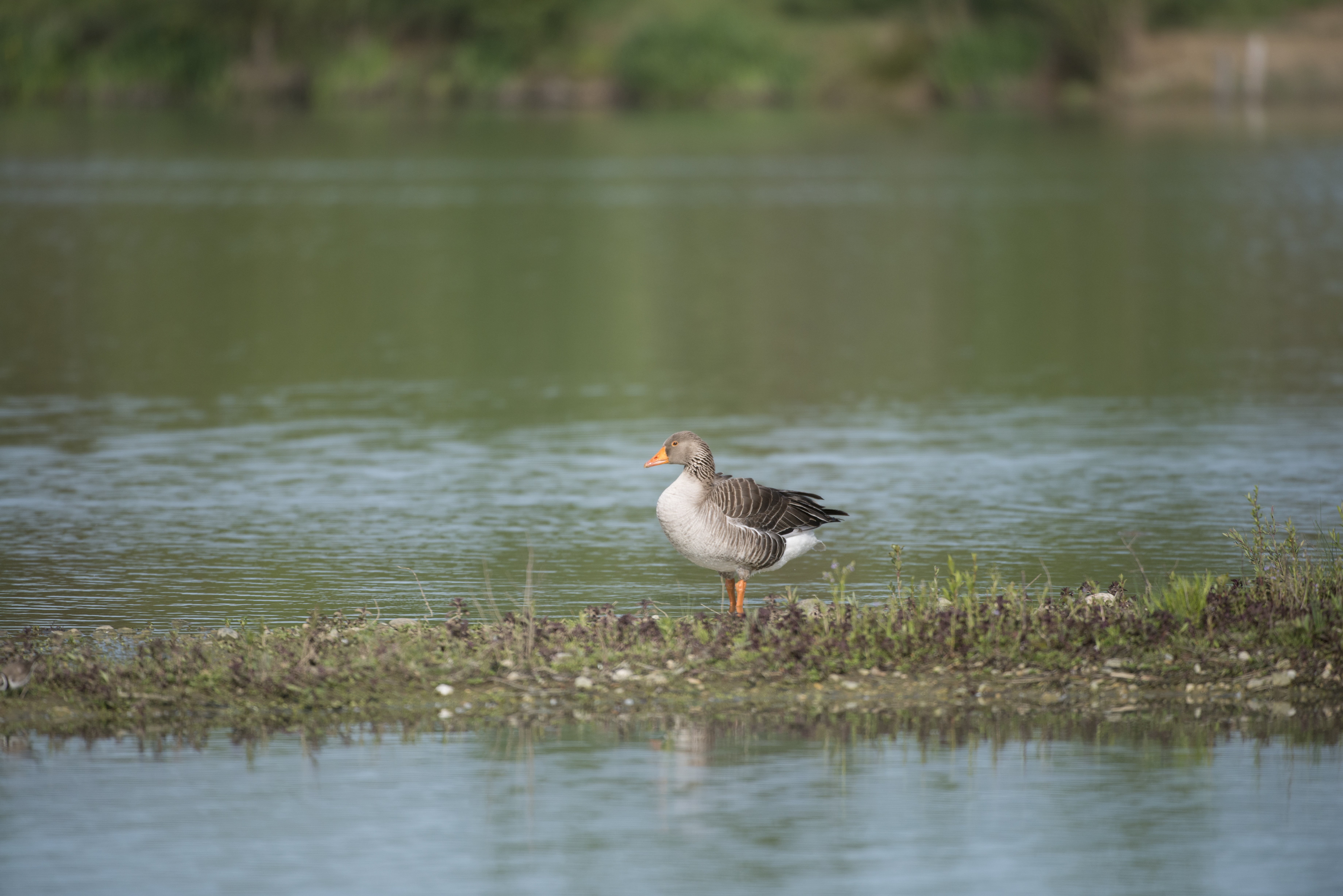 waterfront, goose ashy, nature, focus on foreground, vertebrate, ddo, beauty in nature, animals in the wild, 5K, reflection, water bird, animal themes, HD Wallpaper