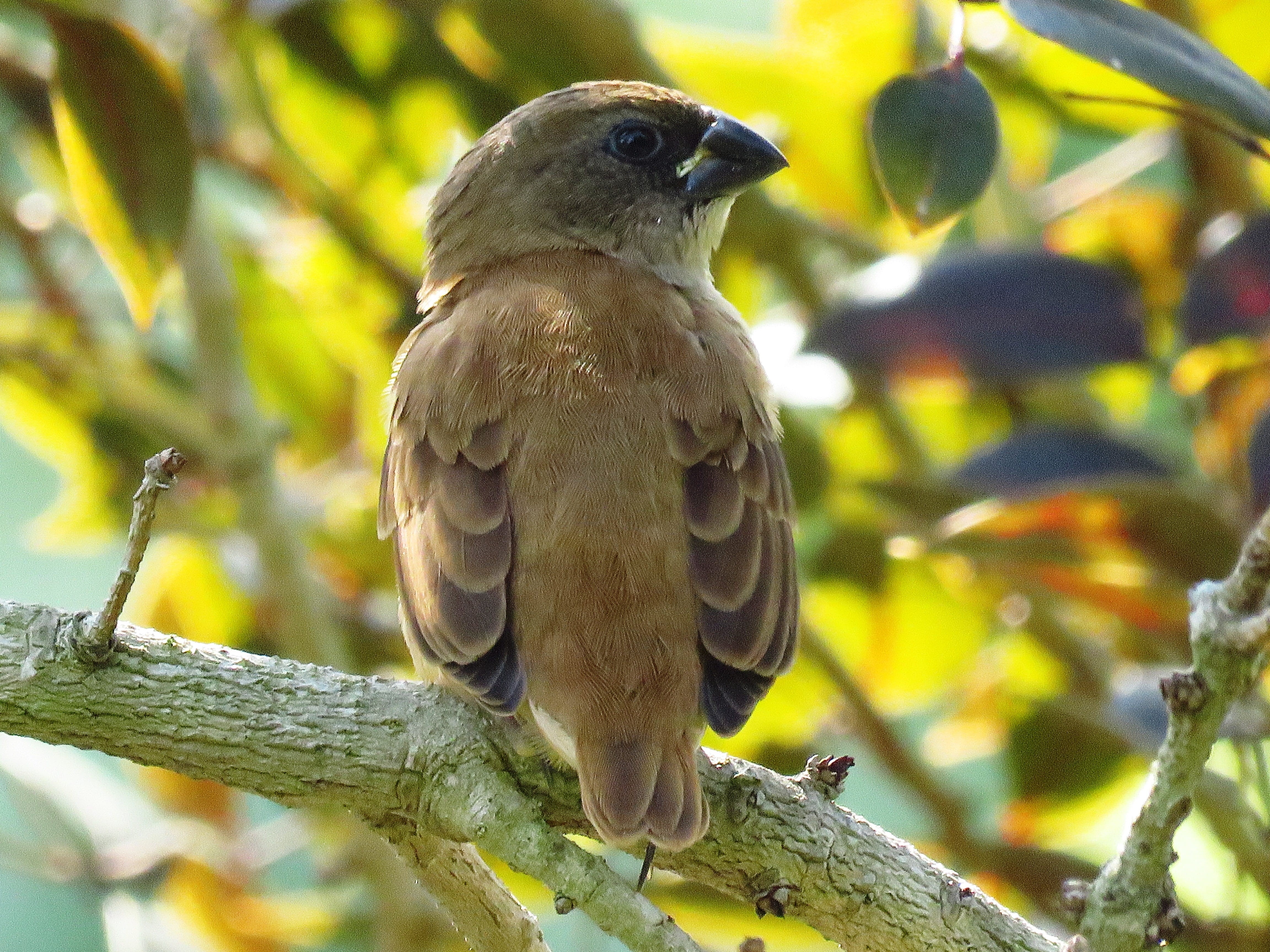 brown, looking, animal wildlife, tree, perching, close-up, nature, cute, vertebrate, plant, 4K, outdoors, bird of prey, no people, focus on foreground, HD Wallpaper