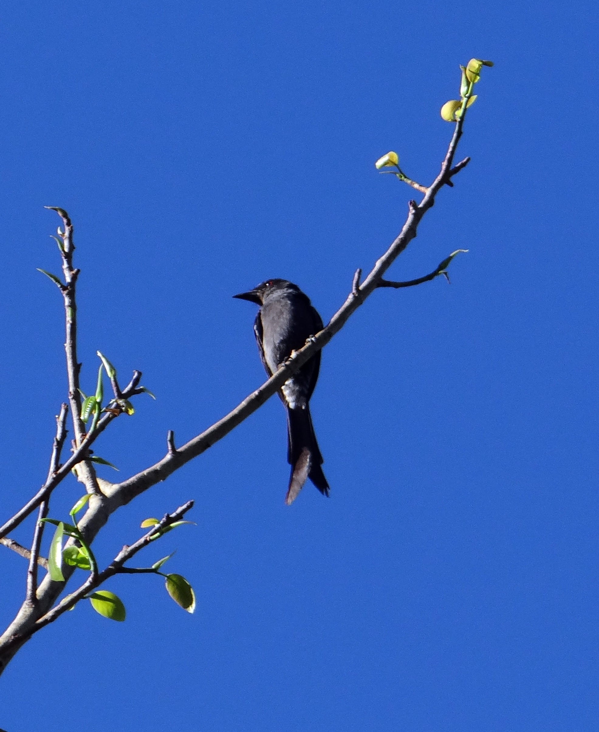 fly, clear sky, no people, copy space, vertebrate, animals in the wild, dom, india, beak, plant, day, wild, blue, 1080P, wildlife, nature, majestic, one animal, Phone HD Wallpaper