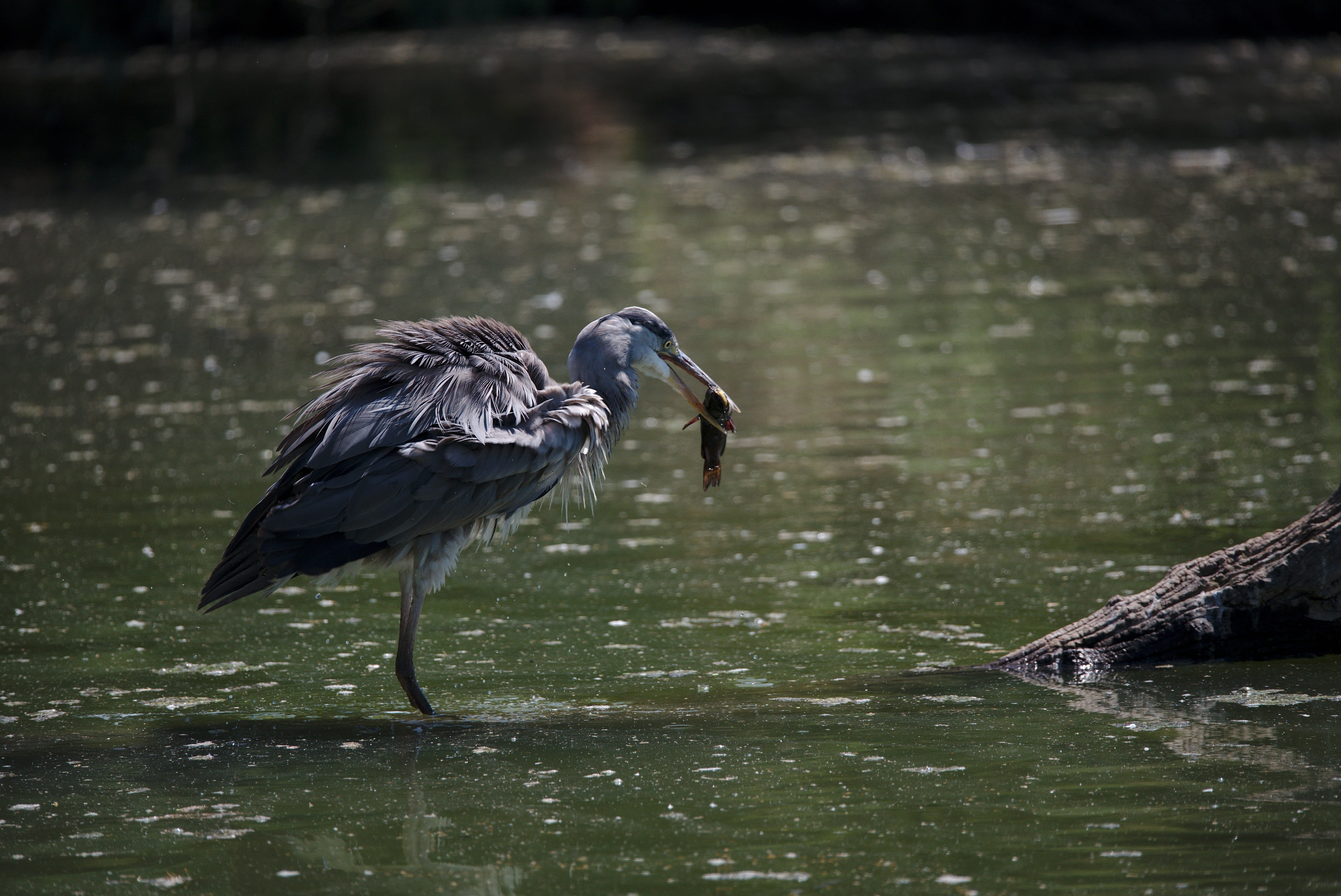 perching, fish, no people, heron, camargue, fishing, 5K, river, vertebrate, food, animal themes, day, waterfront, animal wildlife, bird, lake, two animals, HD Wallpaper