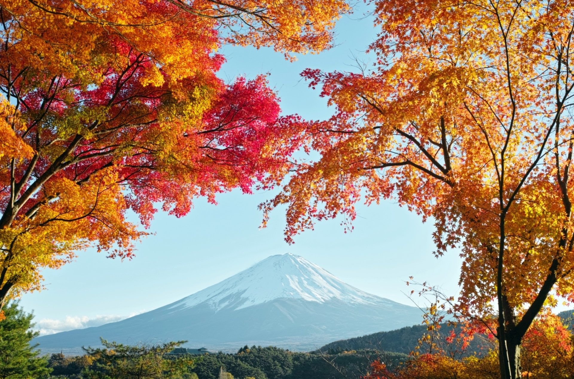 plant part, non-urban scene, beauty in nature, tree, change, mountain peak, autumn, outdoors, tranquil scene, autumn collection, Mount Fuji, no people, HD Wallpaper