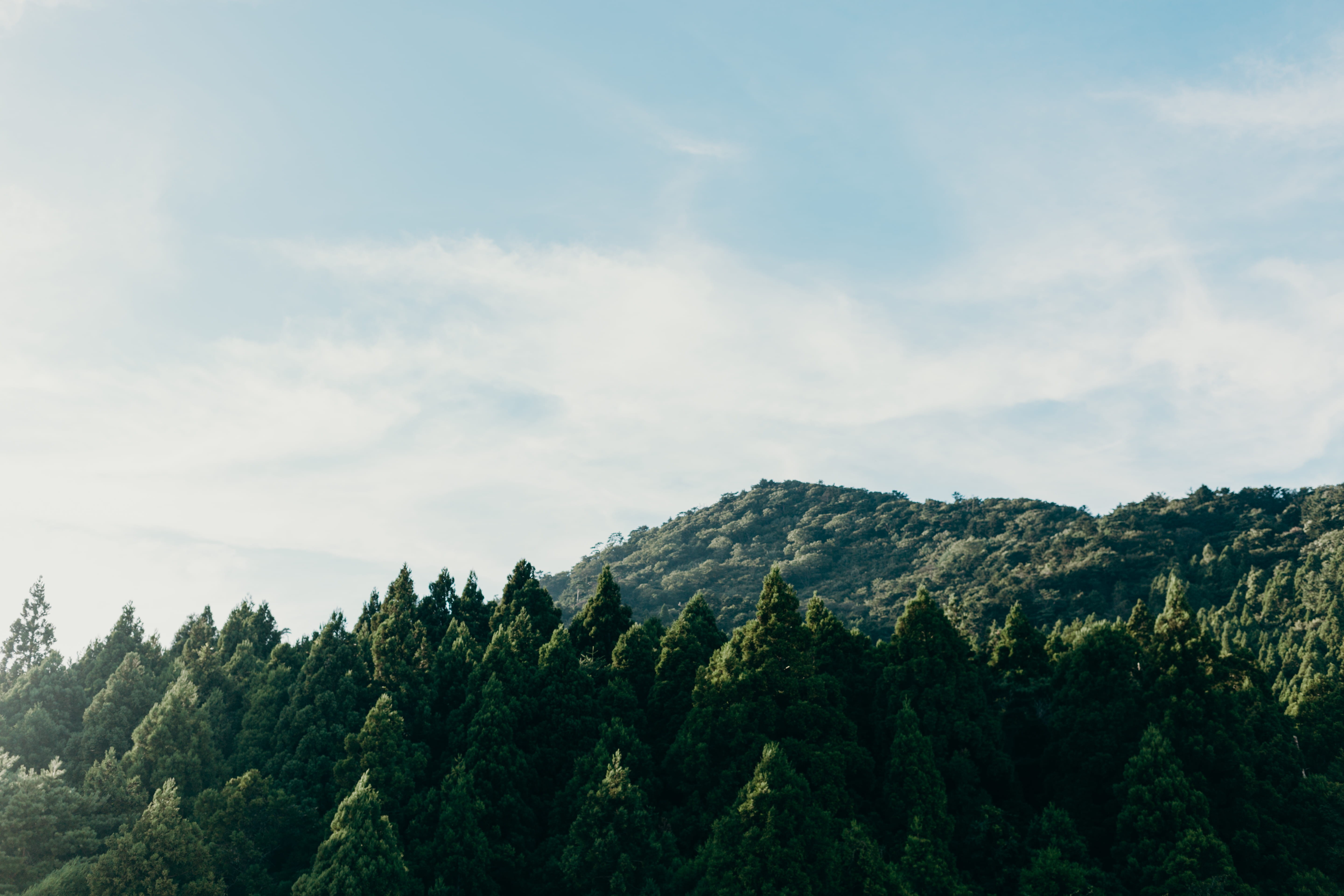 cloud - sky, plant, japan forest, trees, tree, idyllic, no people, miyagi, growth, sky, pine woodland, coniferous tree, outdoors, beauty in nature, mountain, HD Wallpaper