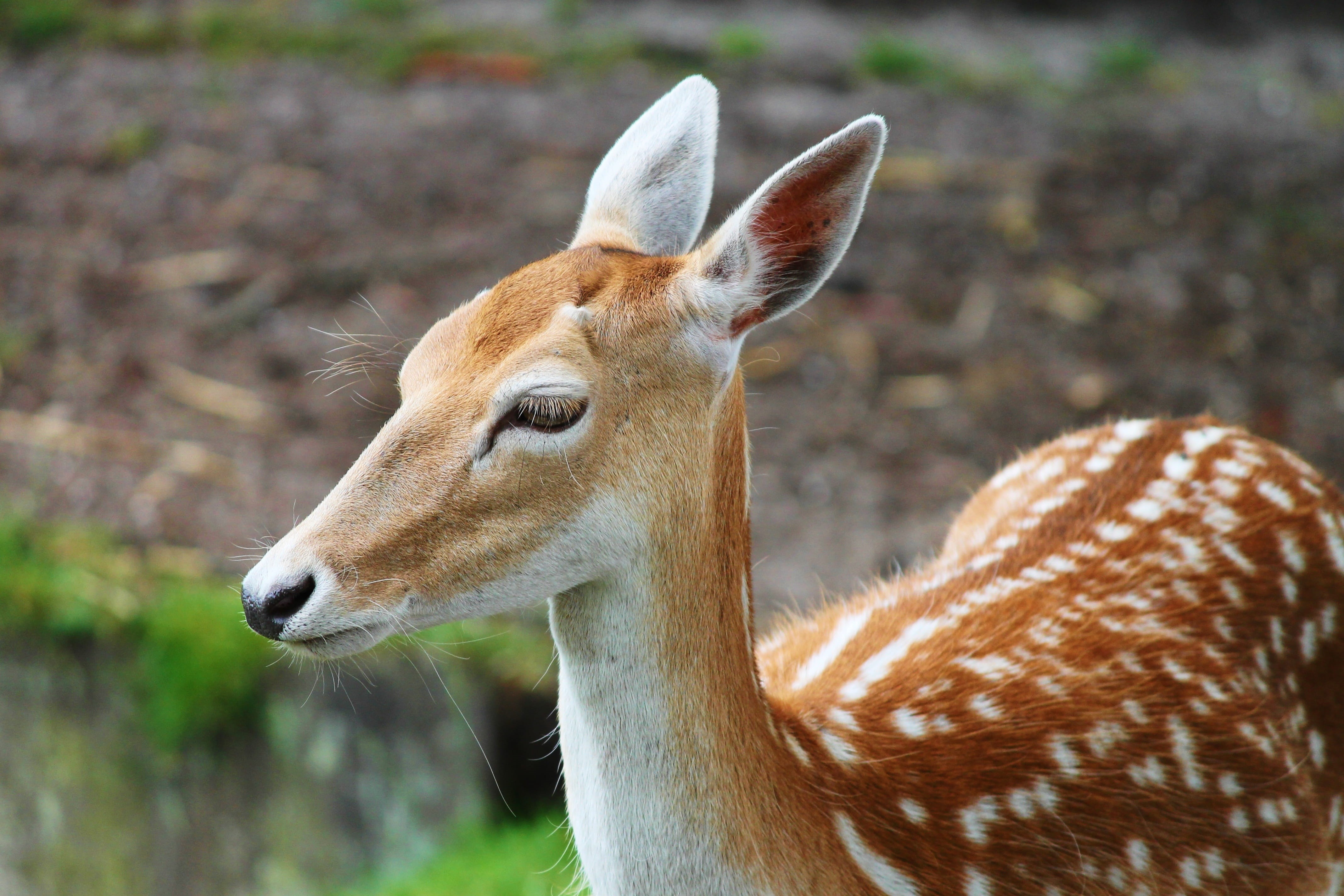 animals in the wild, wood, animal wildlife, animal world, sika deer, eye, day, close-up, mammal, nature, wild, herbivorous, animal, little, animal photography, HD Wallpaper