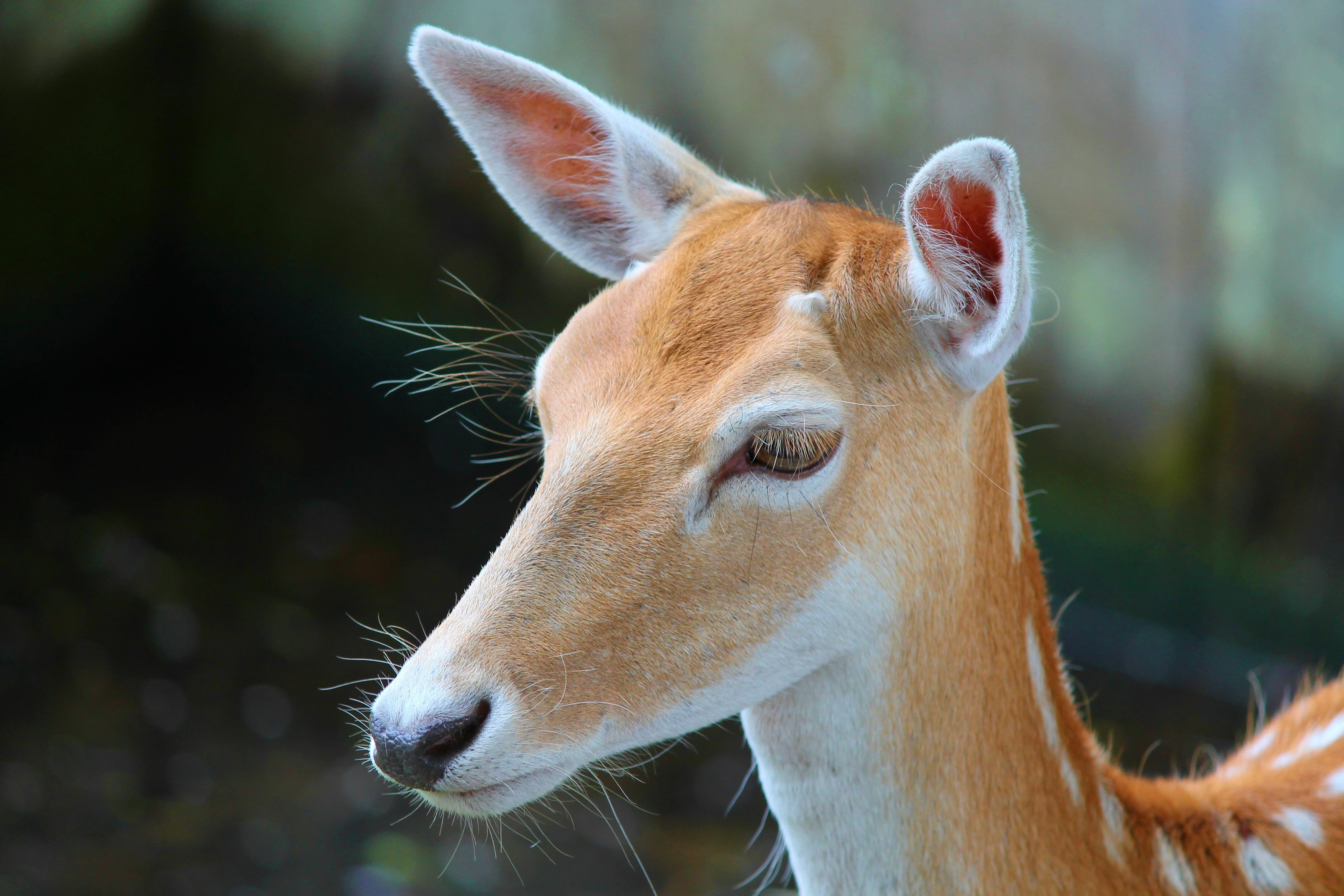 close-up, animal world, animal, animal wildlife, profile view, enclosure, cute, animal head, no people, focus on foreground, outdoors, white deer, nature, HD Wallpaper