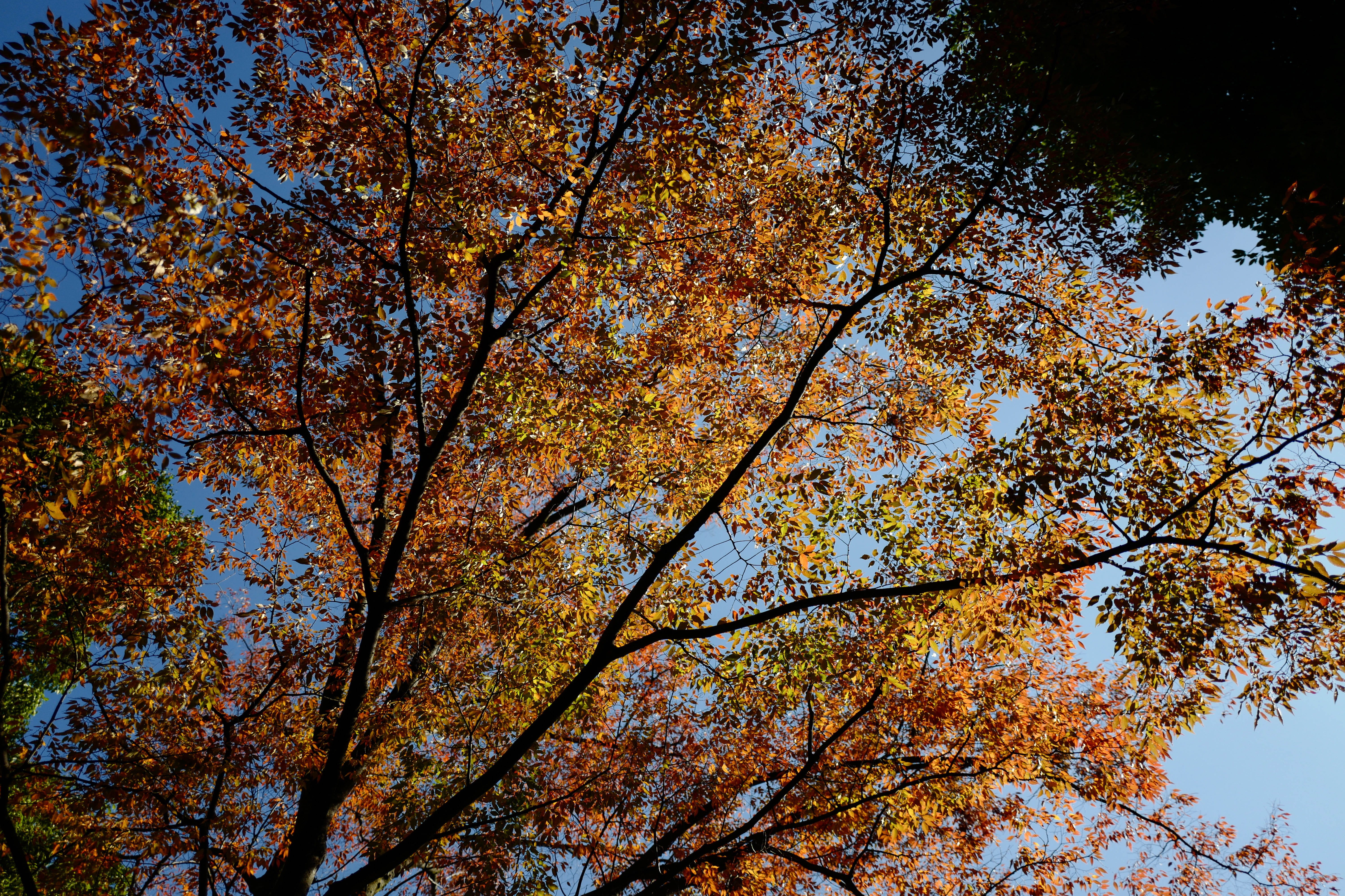autumn, nippon, beauty in nature, uenopark, change, fall, taitō, outdoors, sky, growth, low angle view, plant part, yellow, backgrounds, uenokoen, plant, HD Wallpaper