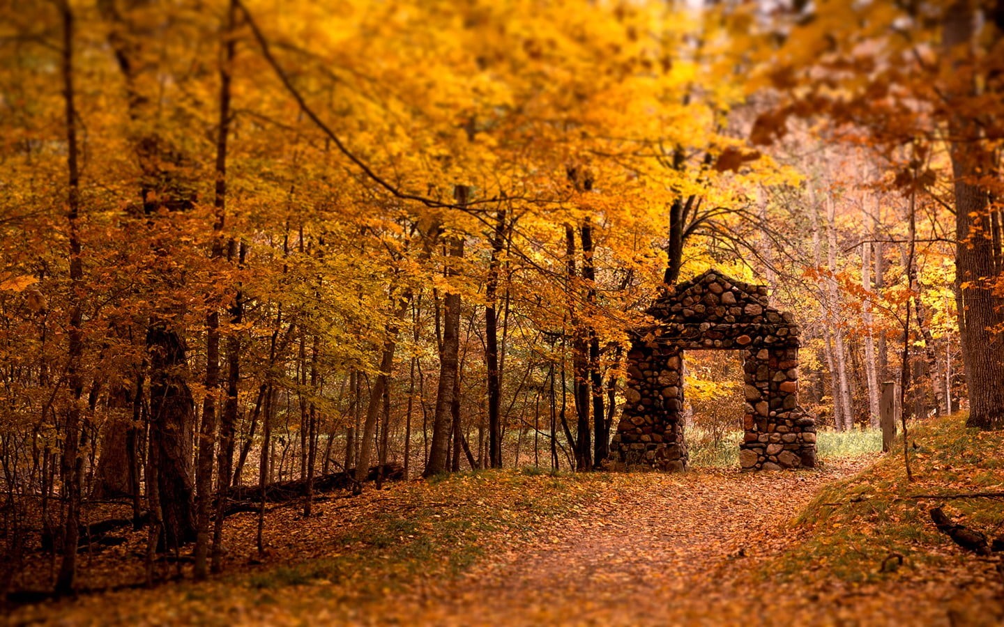 tree trunk, pine woodland, scenics - nature, beauty In Nature, lights, branch, autumn, day, park - Man Made Space, land, multi Colored, tree, season, rural Scene, HD Wallpaper