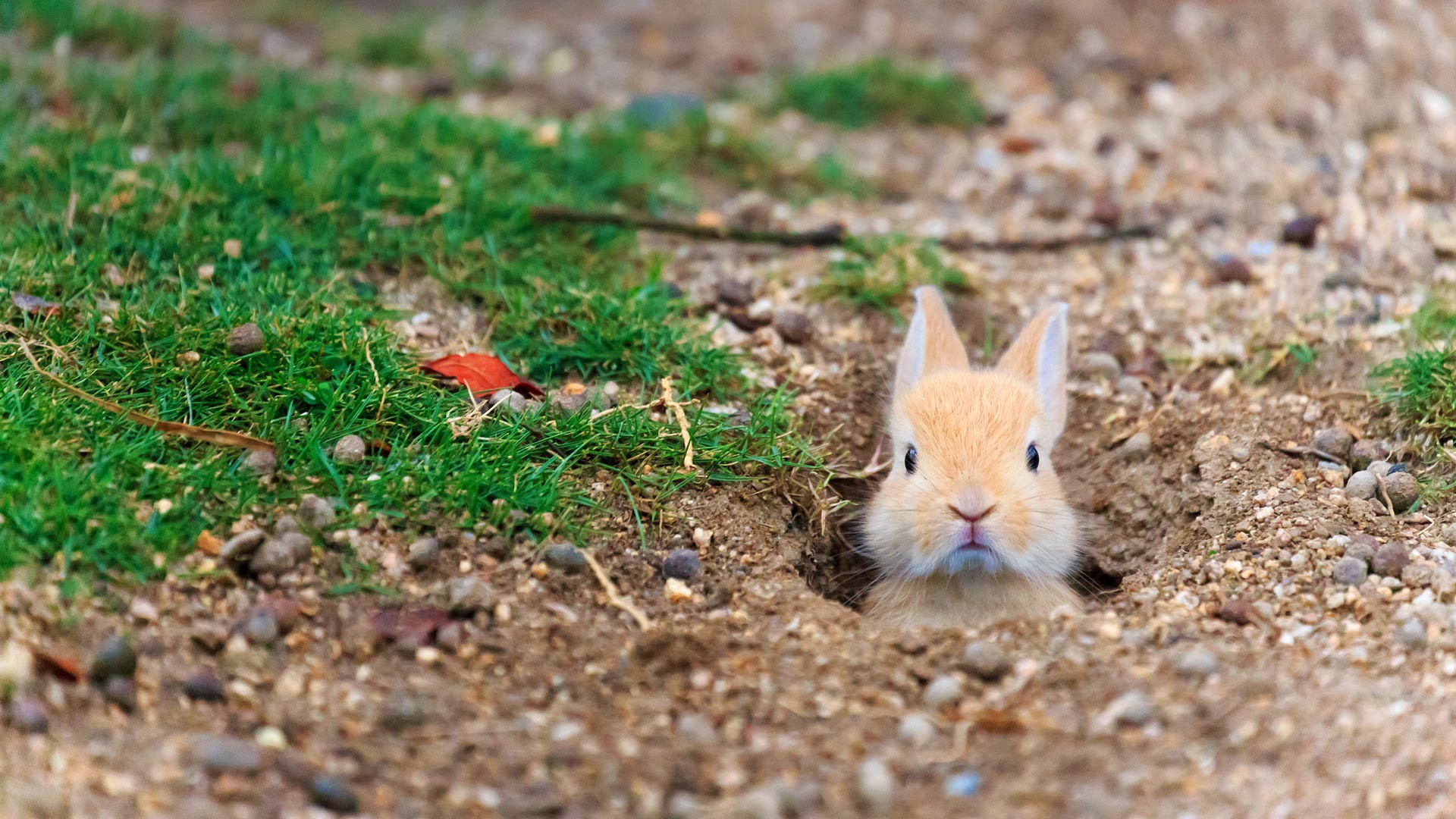 island Tokunoshima, Rabbit Island, 1080P, Japan, Hiroshima Prefecture, feral domestic rabbit, HD Wallpaper