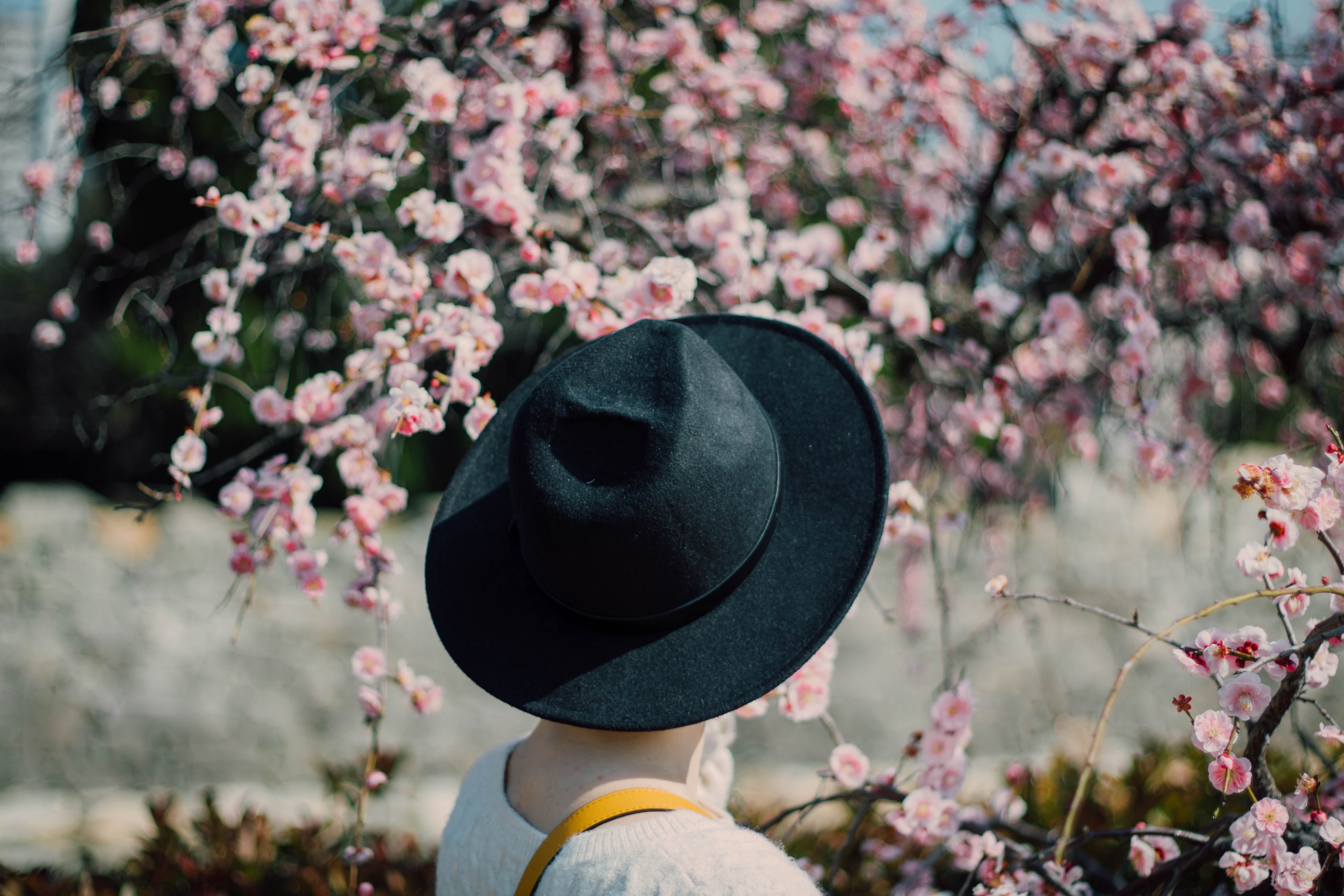 rear view, wearing, real people, petal, freshness, lifestyles, flower, day, girl, flowering plant, pink color, pink, japan, sun hat, human, tree, black, HD Wallpaper