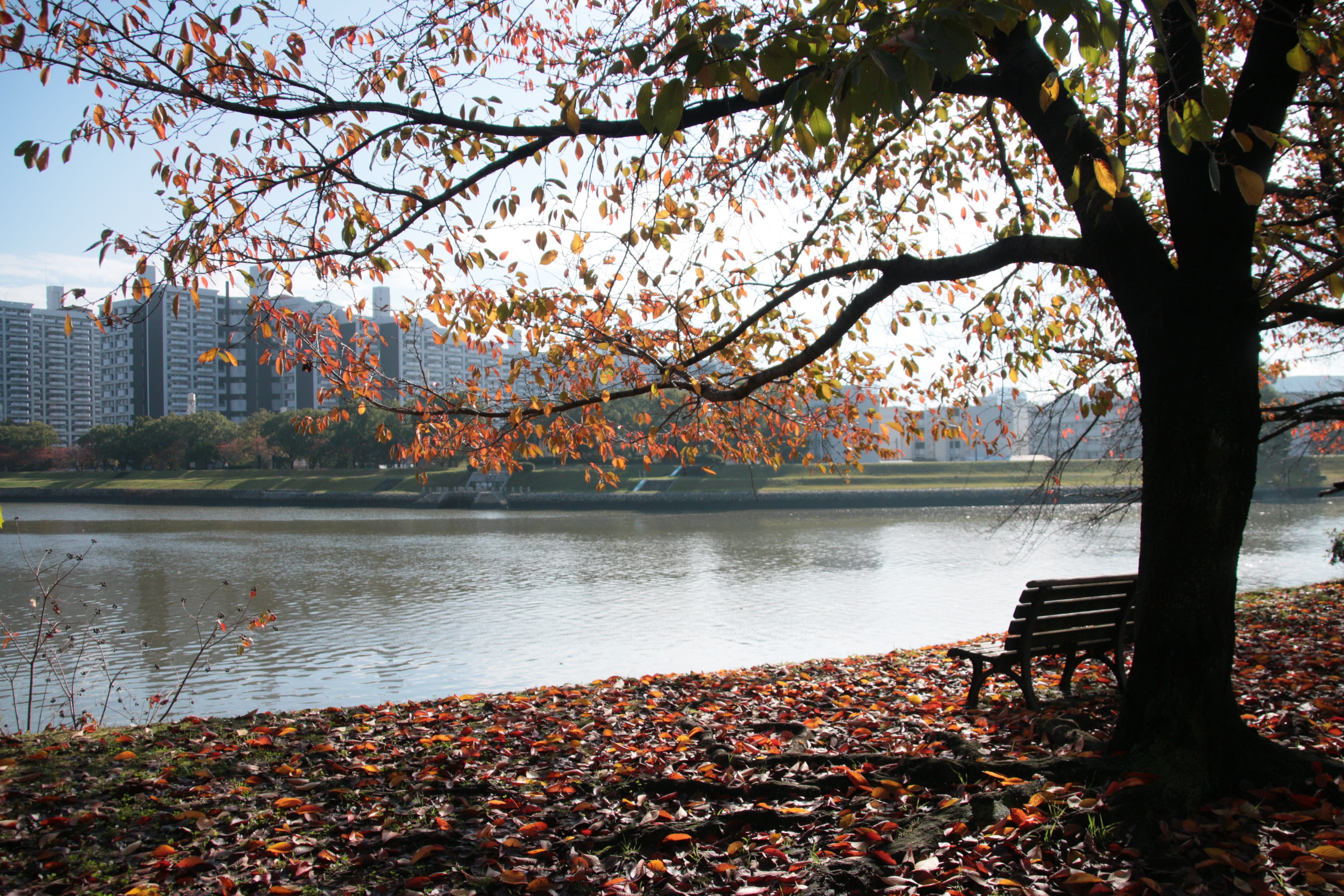 growth, nature, central Park, no people, landscape, 5K, leaf, seat, Solitude, cherry blossom, plant, built structure, blossom, tranquility, alone, view, HD Wallpaper