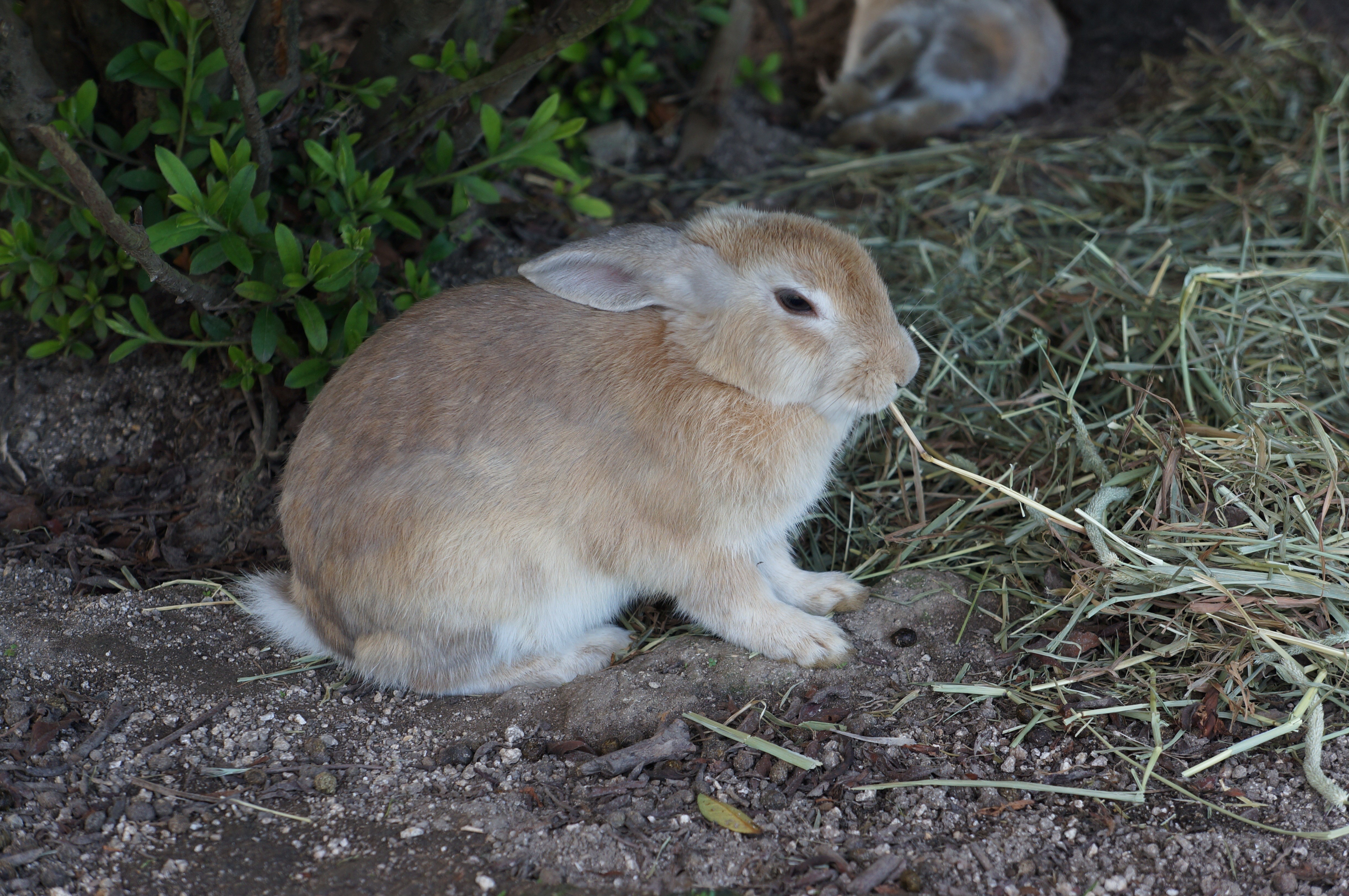 animals in the wild, animal themes, close-up, outdoors, hiroshima, vertebrate, grass, no people, one animal, 4K, small animals, land, ōkunoshima, high angle view, HD Wallpaper