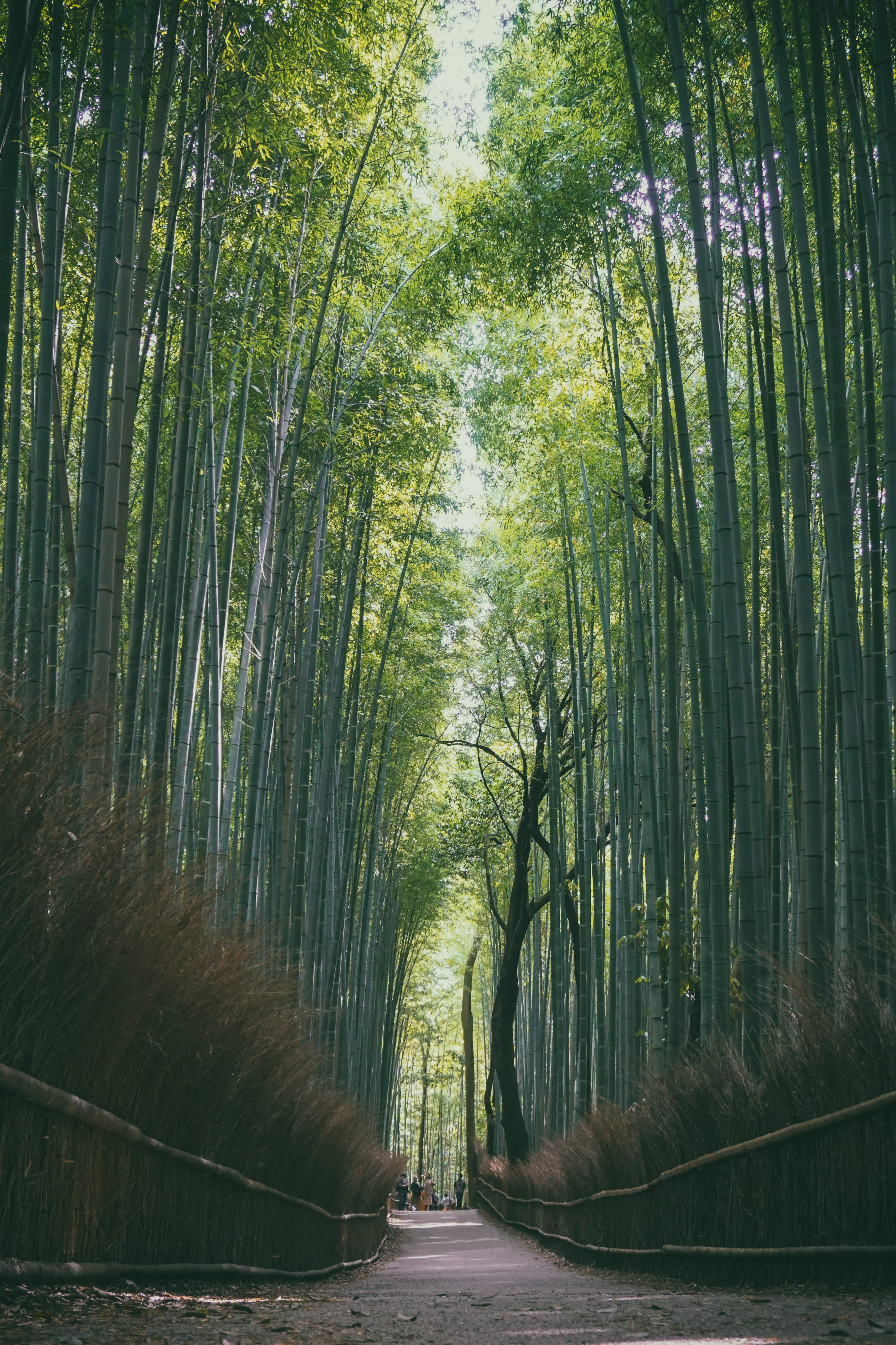 4K, growth, trunk, japan, outdoors, arashiyama yoshimura, land, woodland, footpath, nature, treelined, peace, plant, road, day, long, beauty in nature, Phone HD Wallpaper